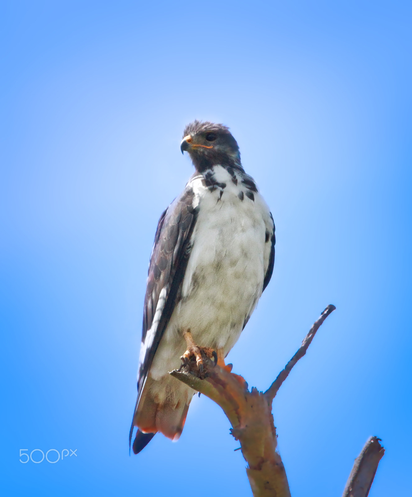 Canon EF 100-400mm F4.5-5.6L IS USM sample photo. African eagle photography