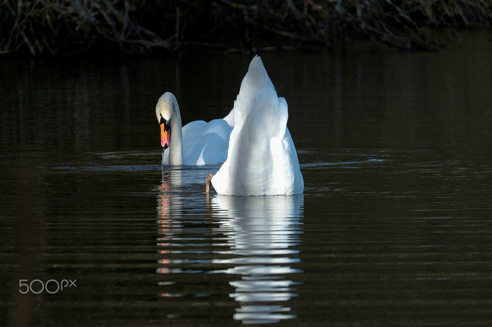 Fujifilm X-A1 + Fujifilm XC 50-230mm F4.5-6.7 OIS sample photo. Swans photography