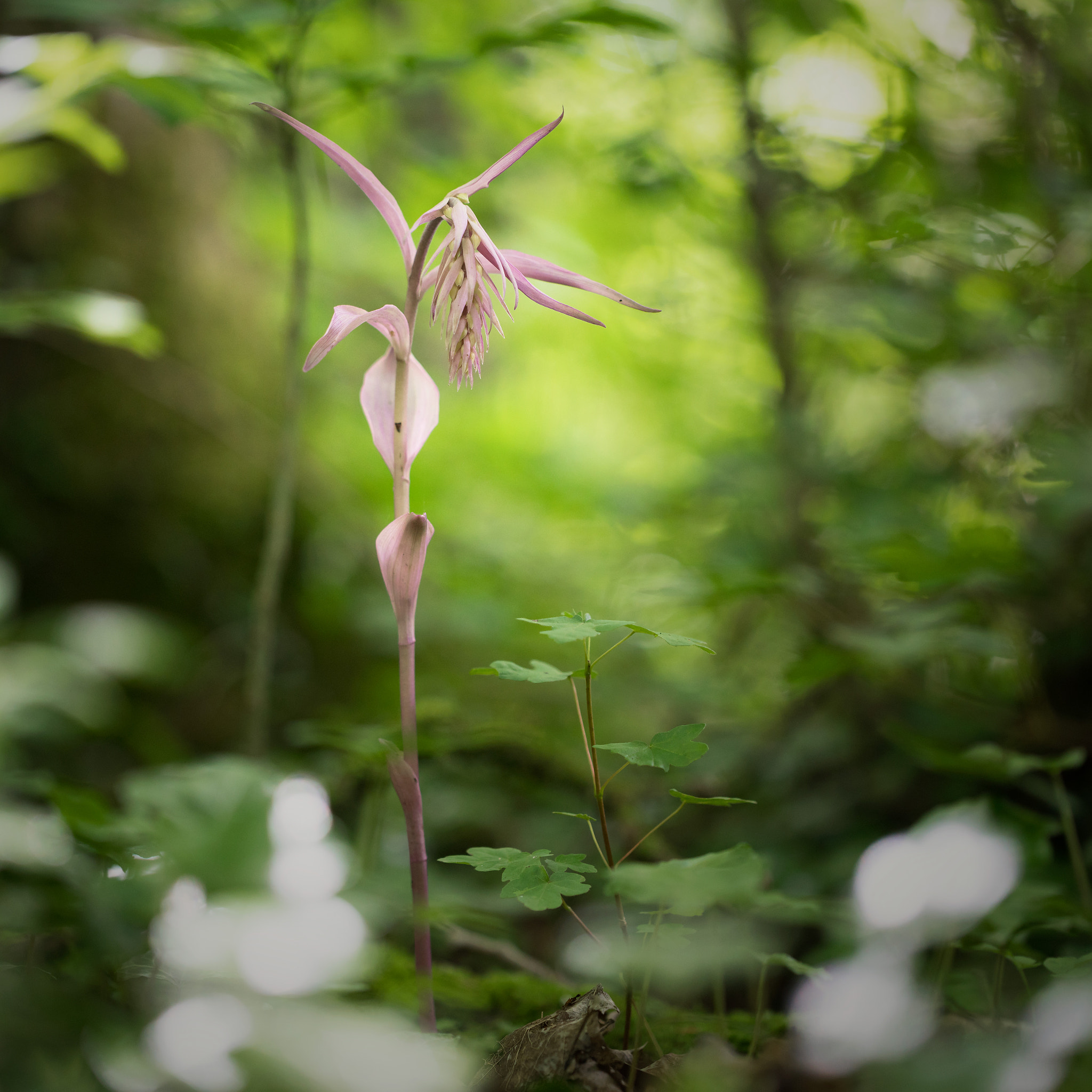 Sony a7R II + Canon EF 100mm F2.8L Macro IS USM sample photo. A rare rosea violet helleborine photography