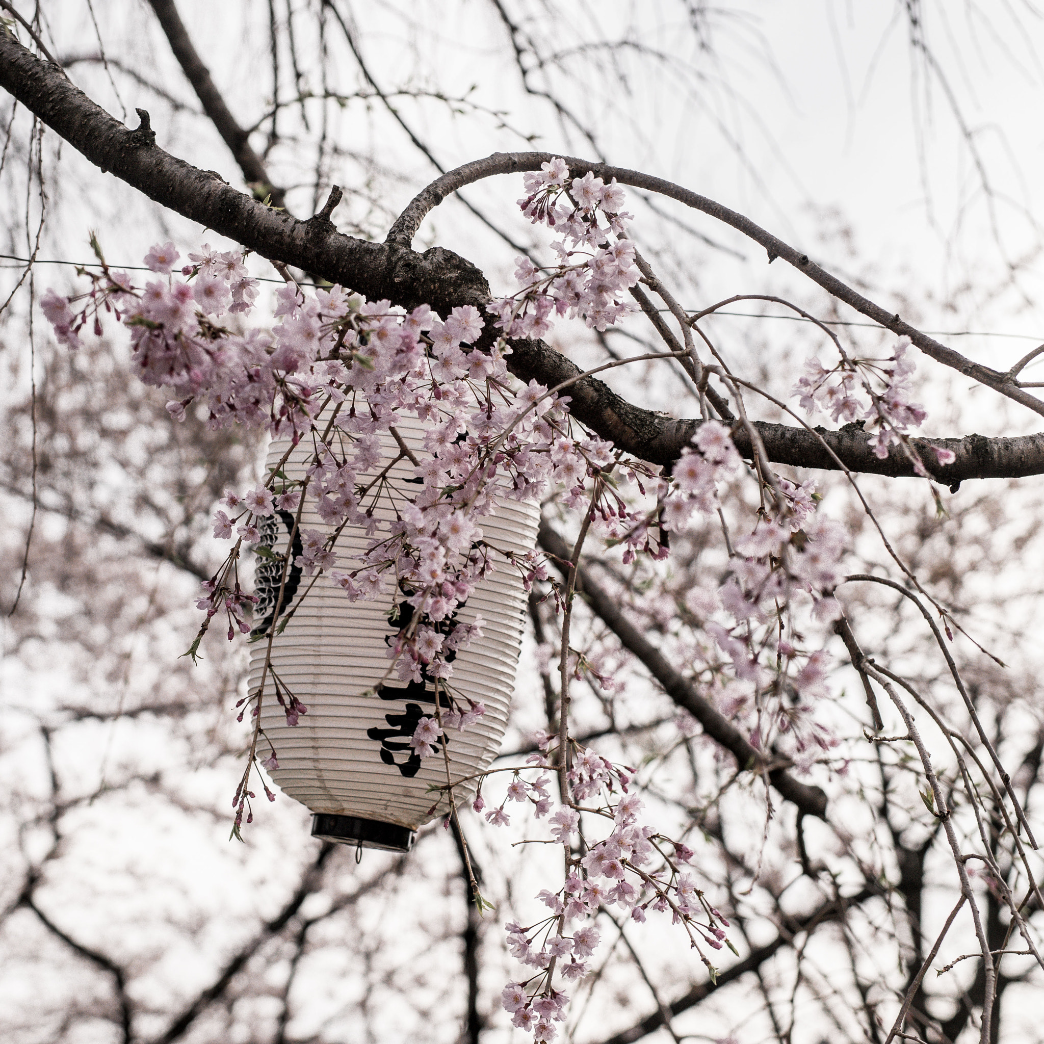 Sigma 50mm F1.4 EX DG HSM sample photo. Sakura flower photography