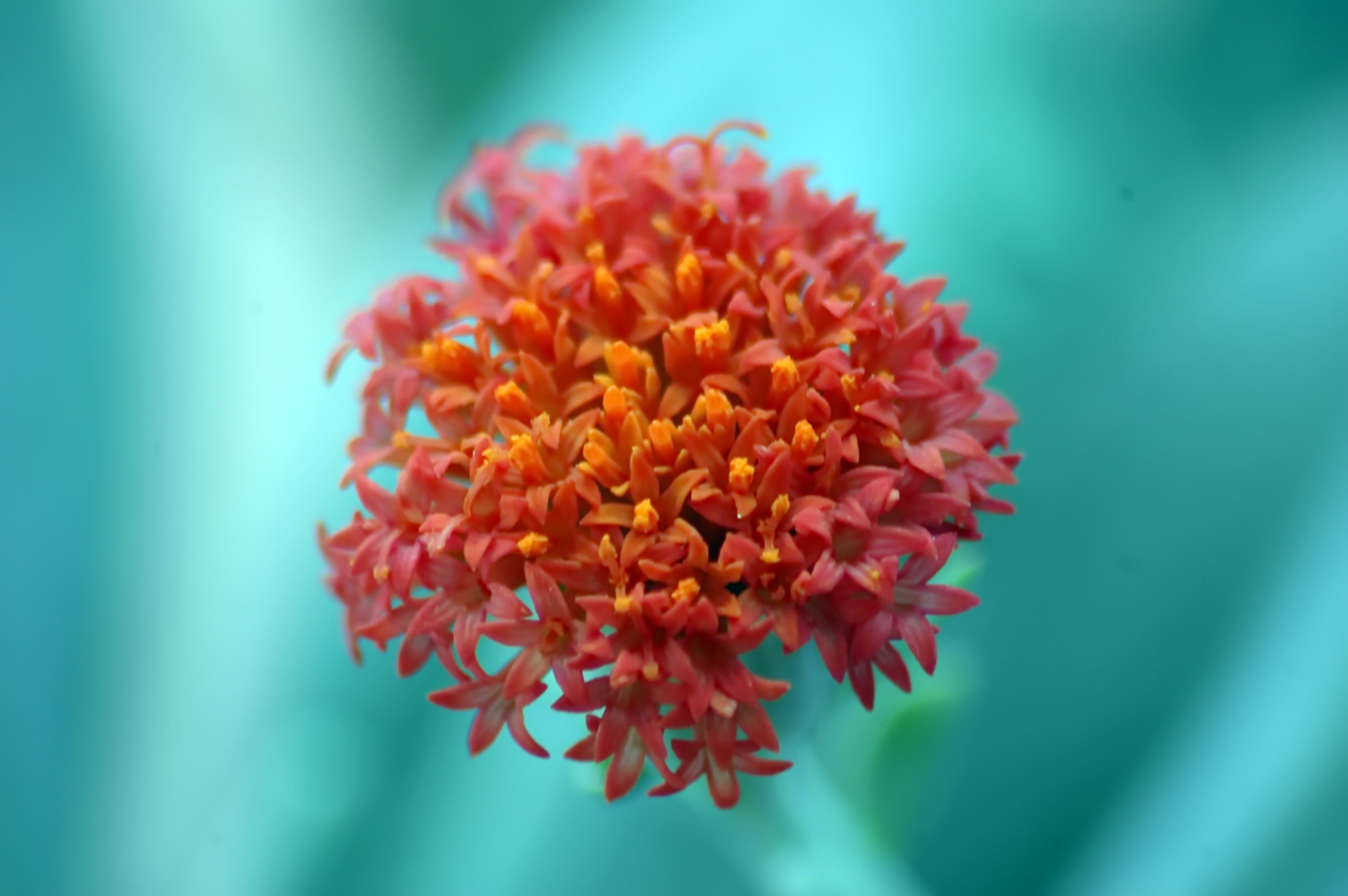 Sigma 70-300mm F4-5.6 APO Macro Super II sample photo. Firey macro photography