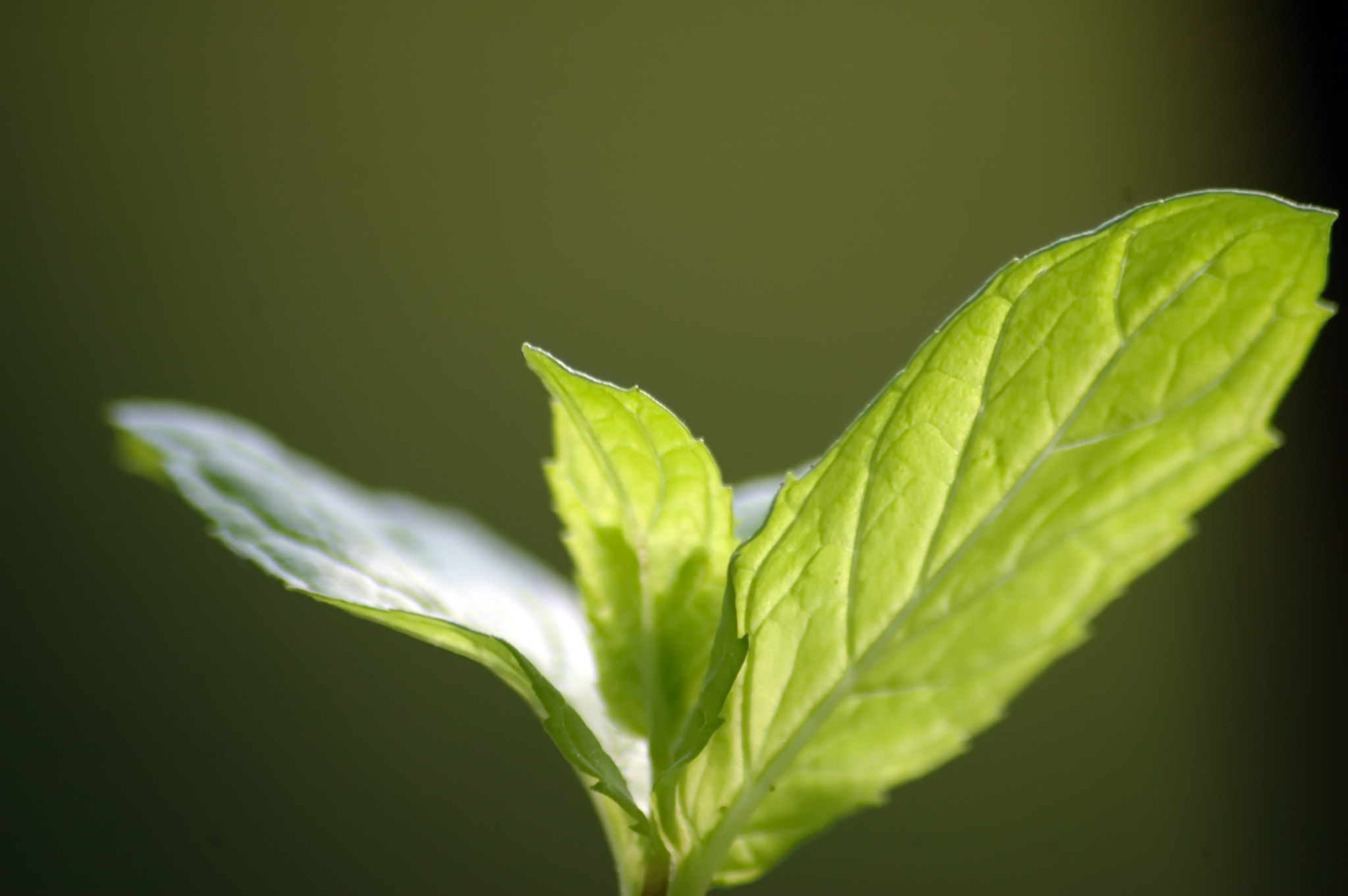 Nikon D70 sample photo. Mentha macro photography