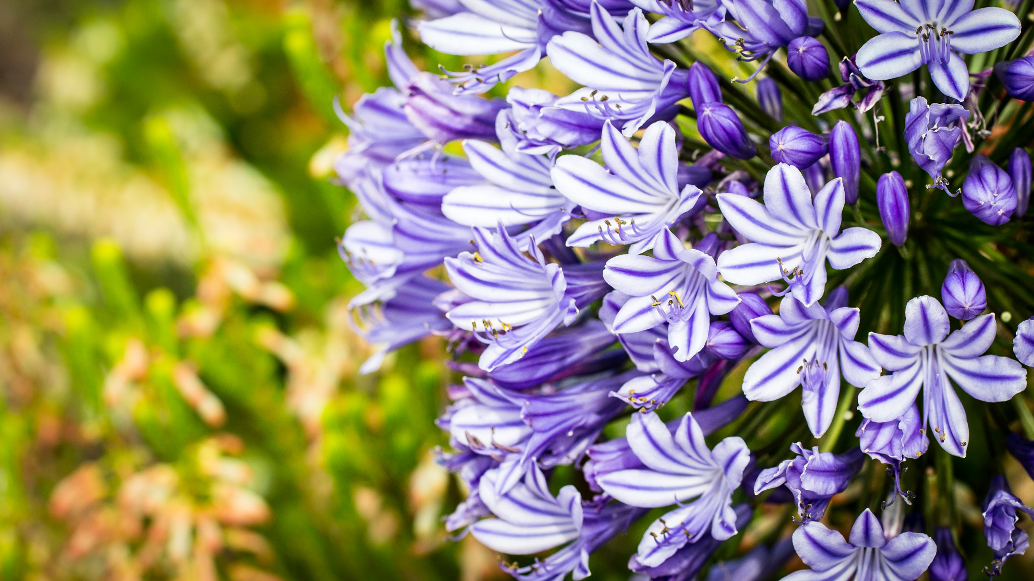 Canon EF 100mm F2.8L Macro IS USM sample photo. Agapanthus africanus photography
