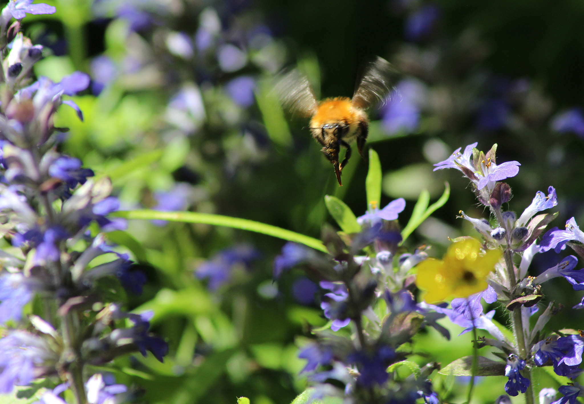 Sigma 70-300mm F4-5.6 APO DG Macro sample photo. Hummel in flight photography
