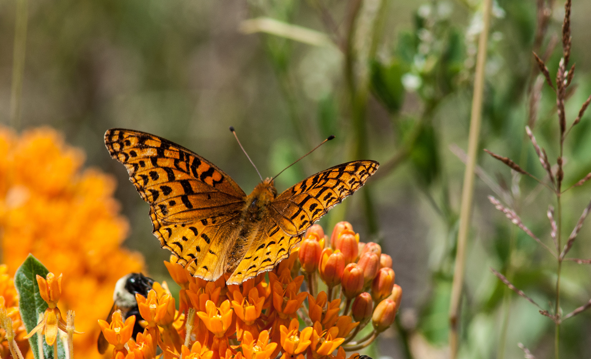 Nikon D200 + AF Nikkor 300mm f/4 IF-ED sample photo. Great spangeld fritillary photography