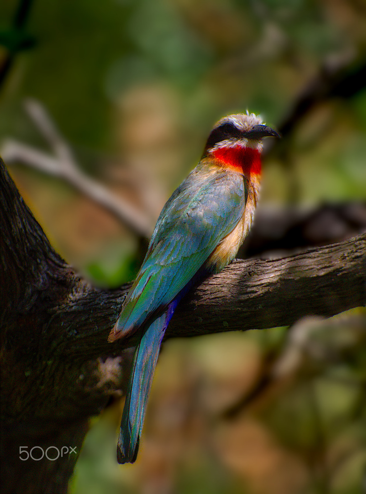 Canon EF 100-400mm F4.5-5.6L IS USM sample photo. Af bird photography