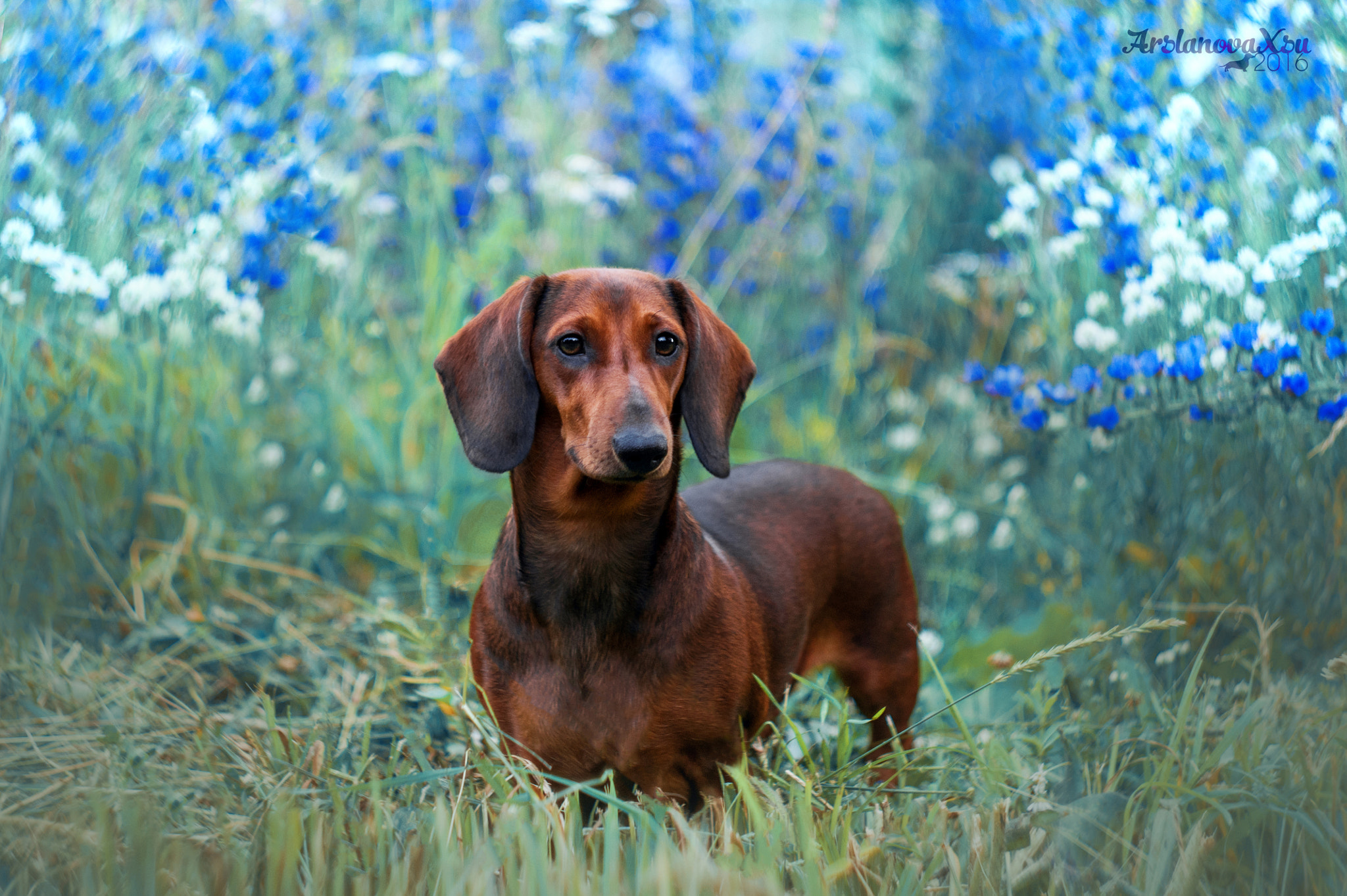 Sony Alpha DSLR-A390 + Minolta AF 50mm F1.7 sample photo. Silvia summer photography