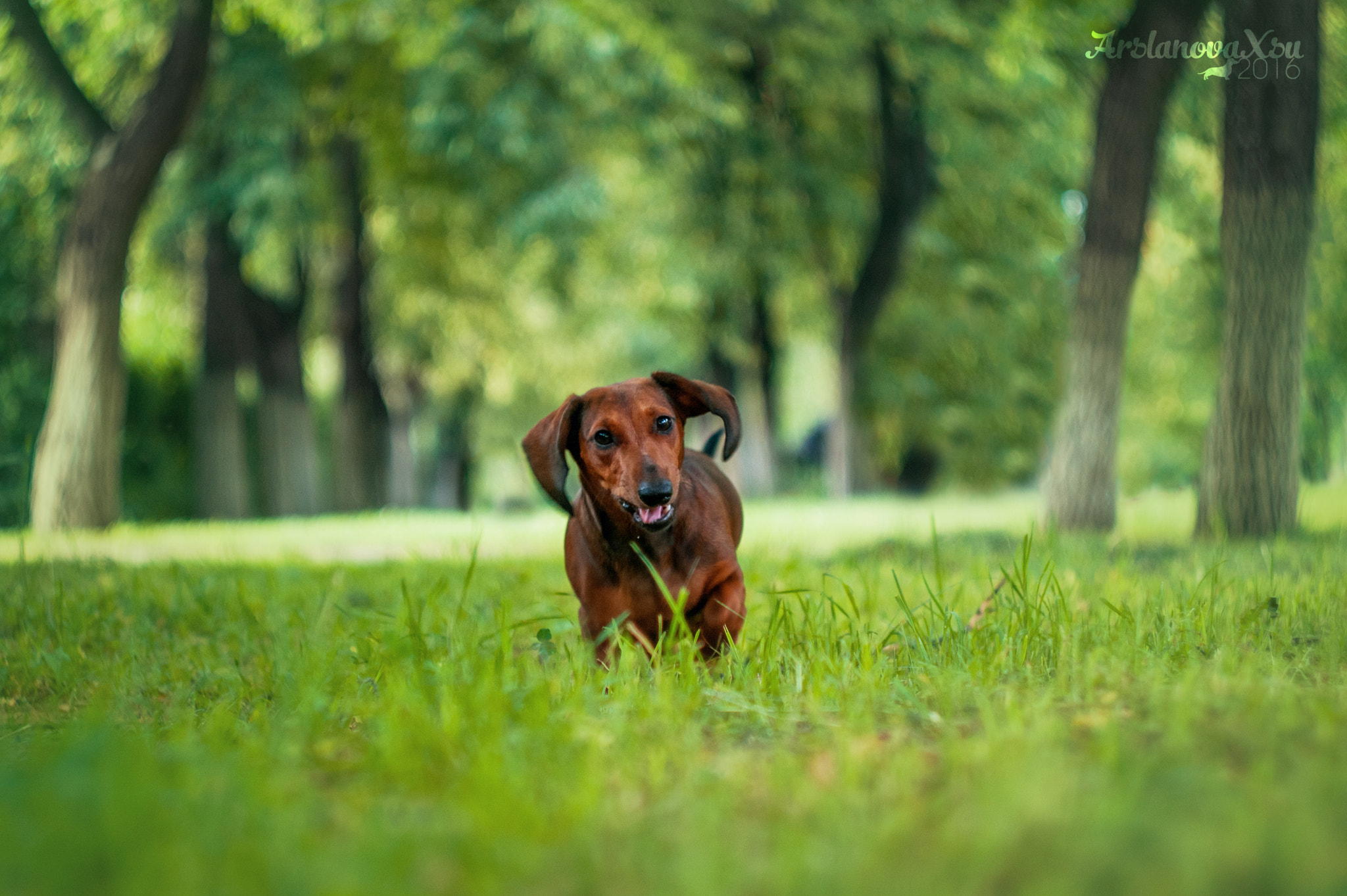 Sony Alpha DSLR-A390 + Minolta AF 50mm F1.7 sample photo. Silvia summer photography