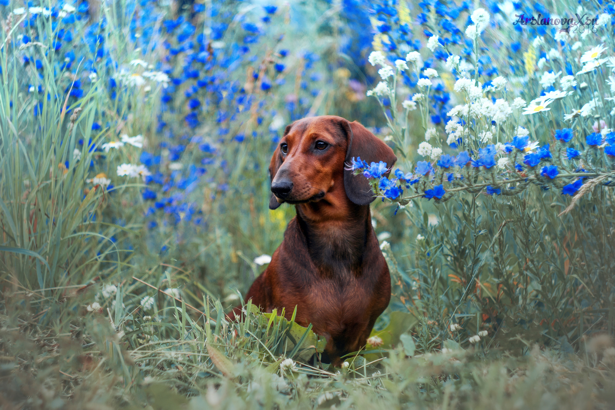 Sony Alpha DSLR-A390 + Minolta AF 50mm F1.7 sample photo. Silvia summer photography