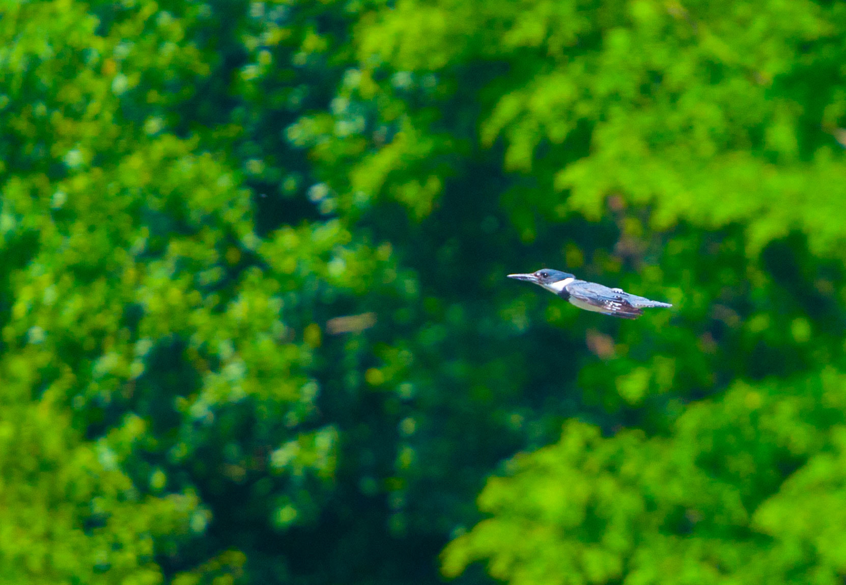 Canon EF 70-200mm F4L USM sample photo. Streamlined flight photography