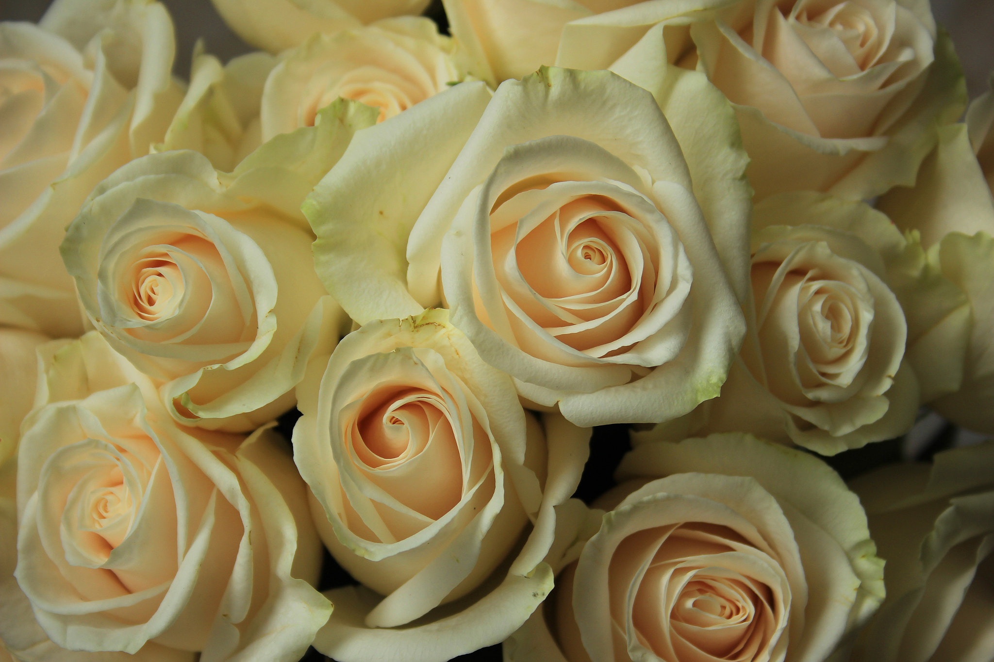 Canon EF-S 18-55mm F3.5-5.6 II sample photo. White roses in a bouquet photography