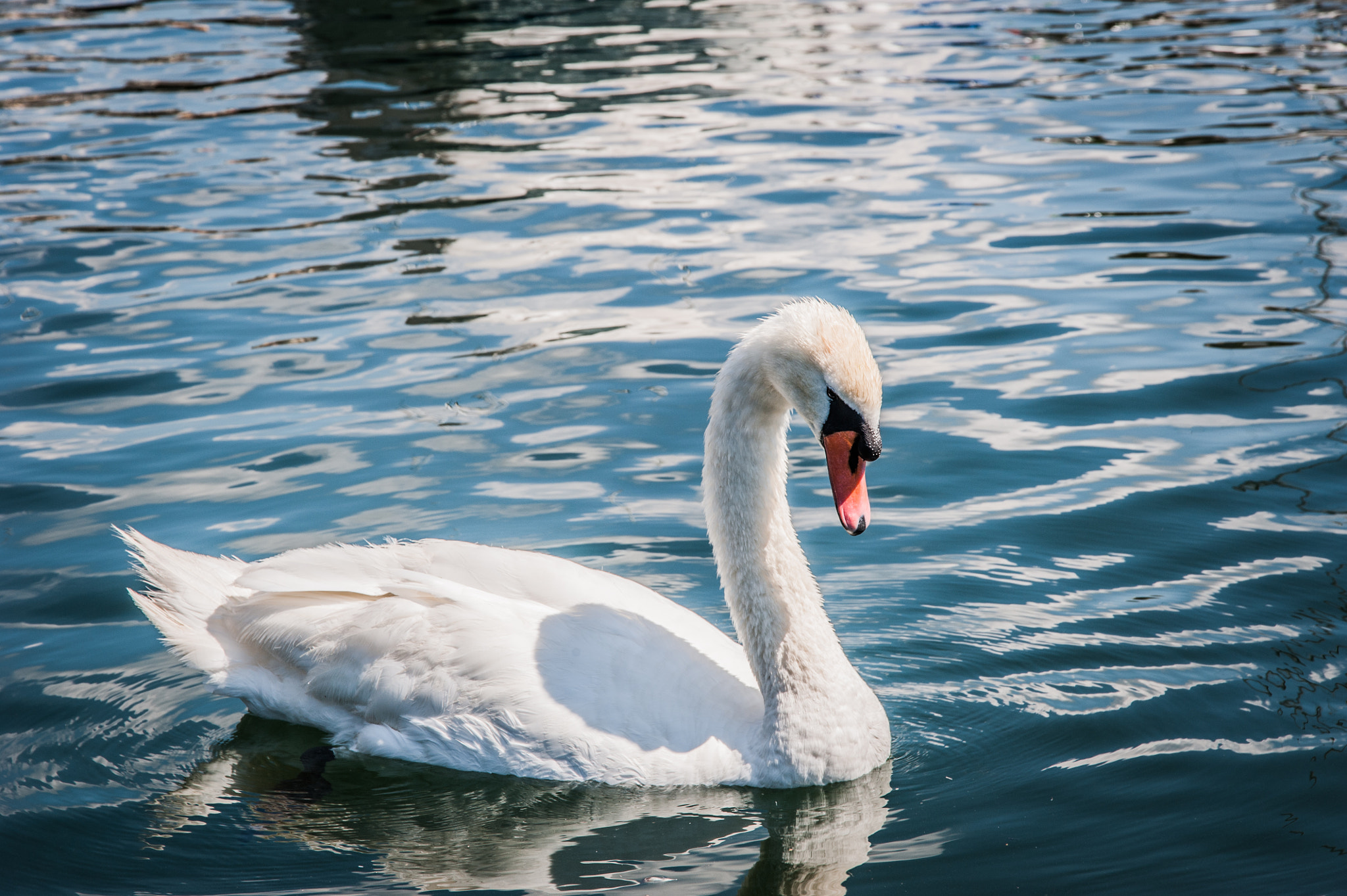 Nikon D700 + Sigma 24-105mm F4 DG OS HSM Art sample photo. The swan photography