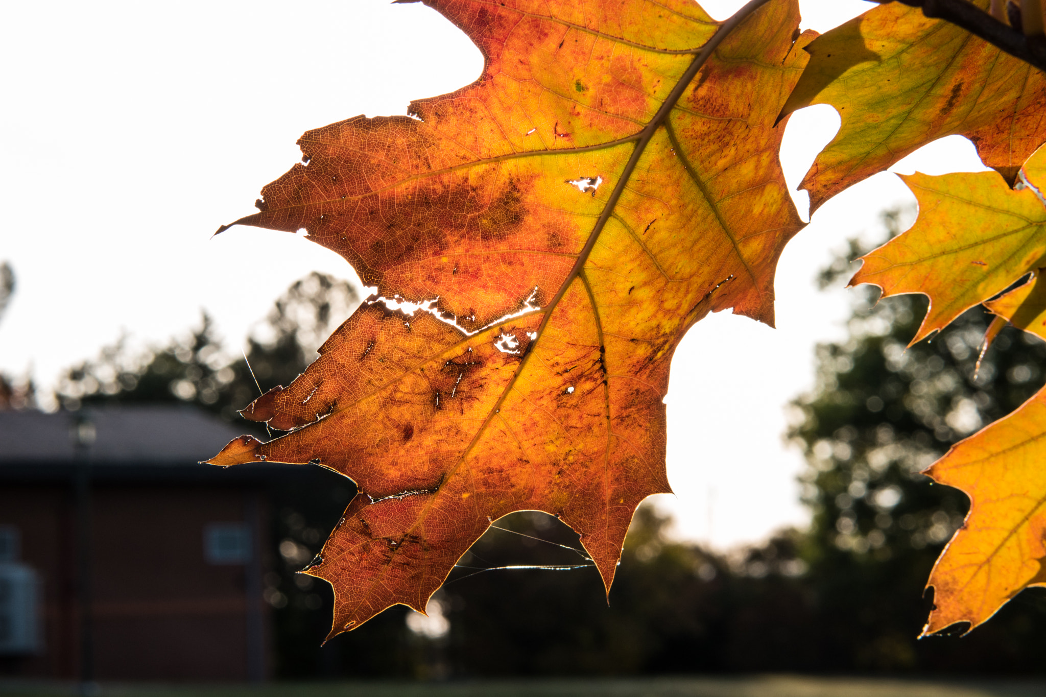 Samsung NX500 + Samsung NX 45mm F1.8 sample photo. Autumn leaves photography