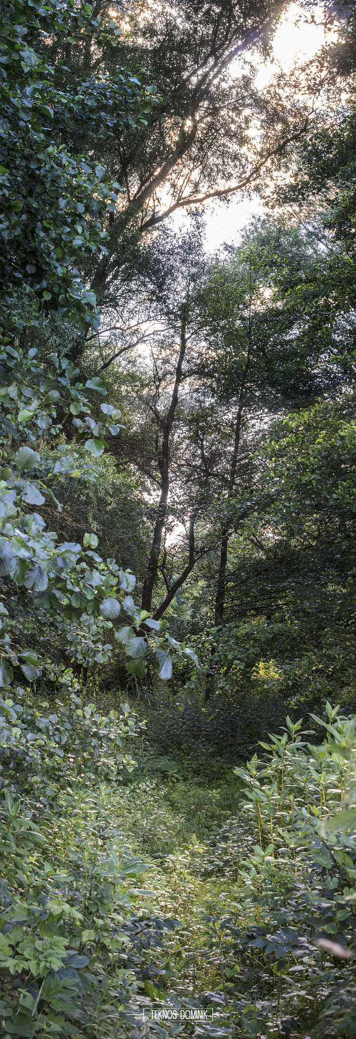 Sigma 55-200mm f/4-5.6 DC sample photo. Erdő (forest) photography