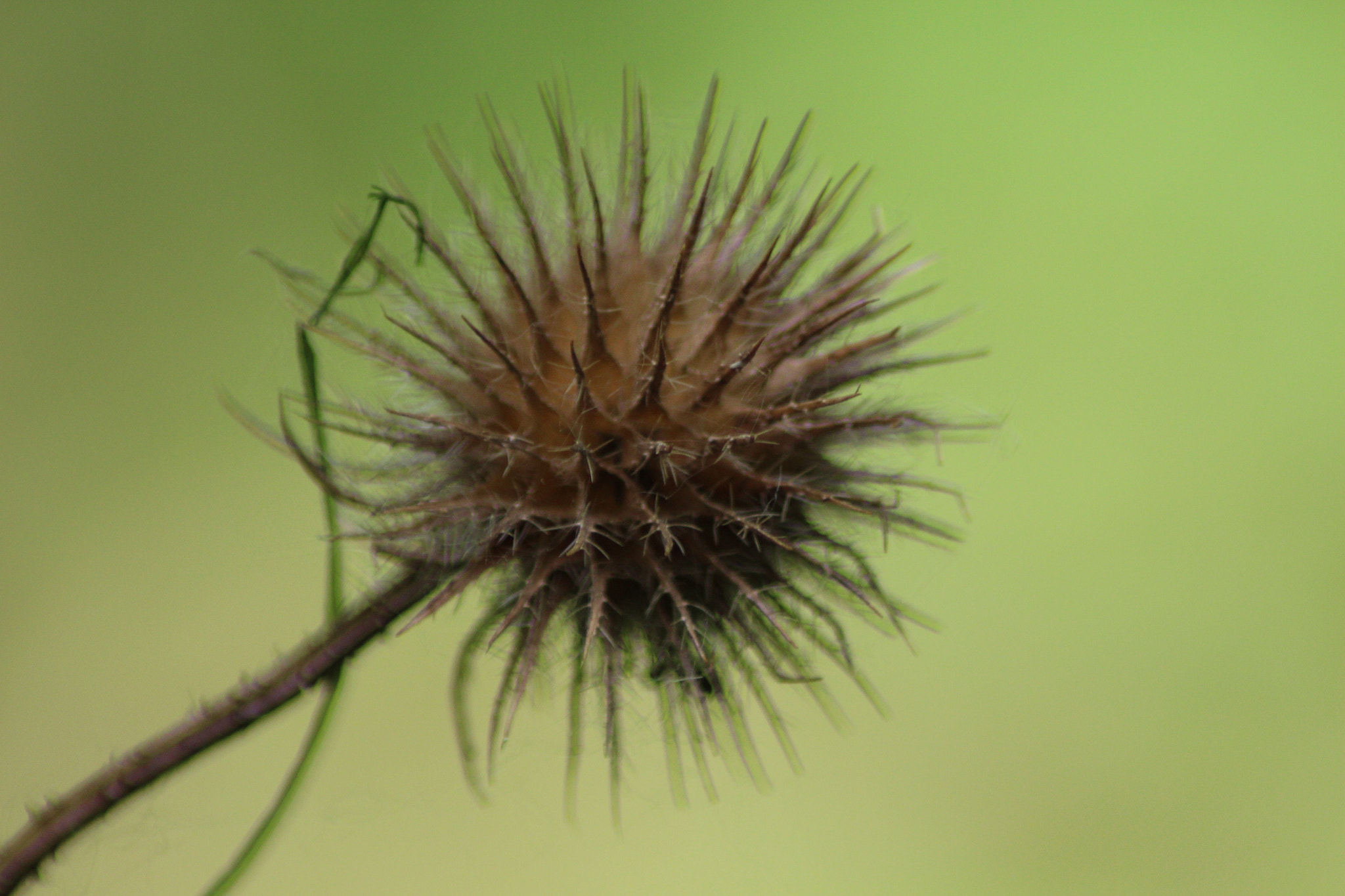 Canon EF 22-55mm f/4-5.6 USM sample photo. Thistle photography