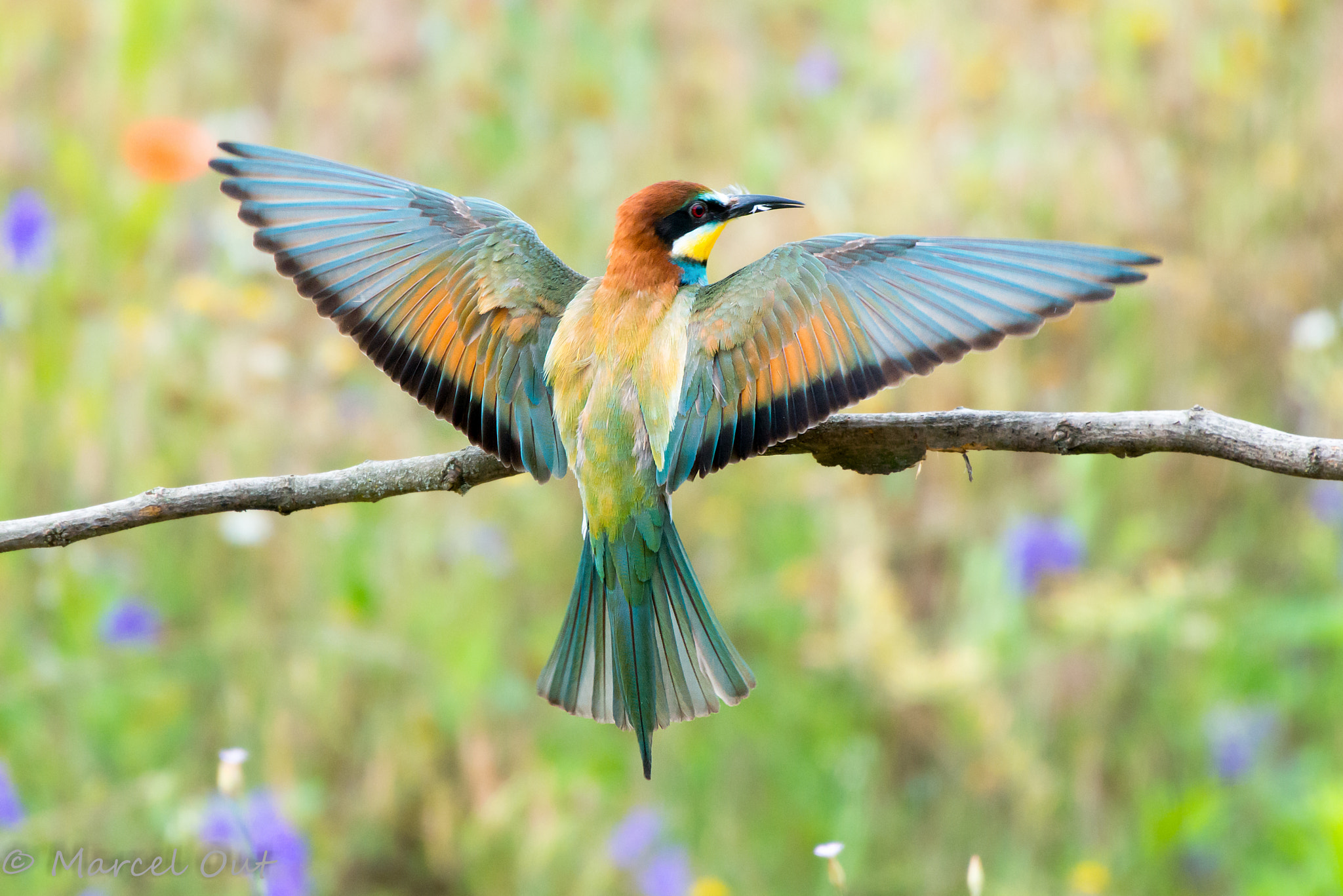 Nikon AF-S Nikkor 200-500mm F5.6E ED VR sample photo. Colors photography
