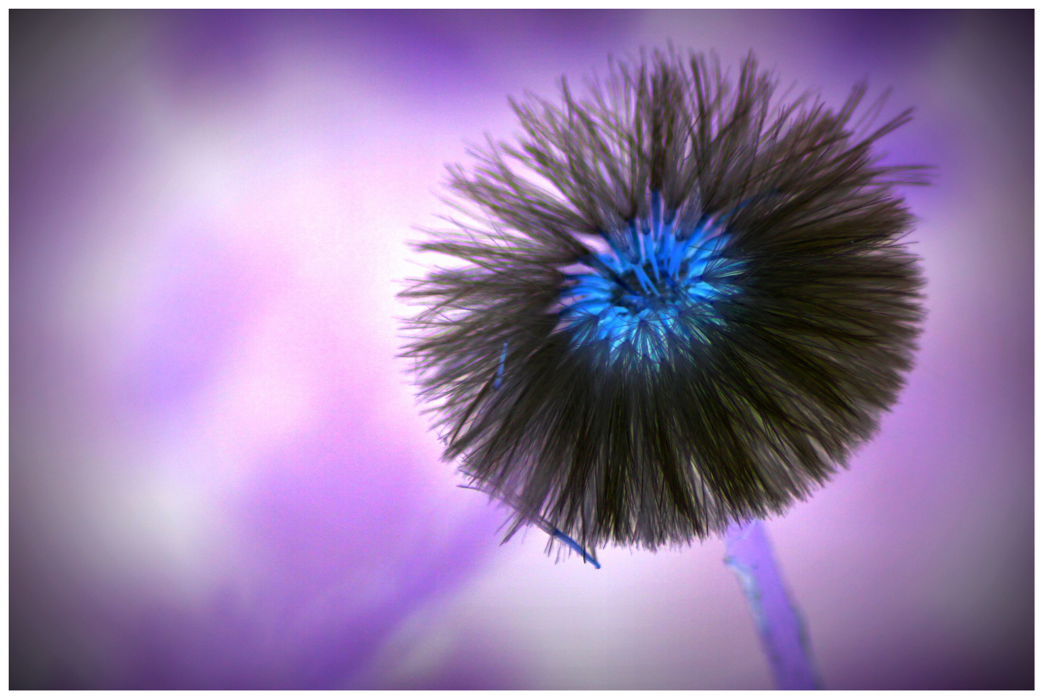 Canon EOS 700D (EOS Rebel T5i / EOS Kiss X7i) + Canon 70-300mm sample photo. Dandelion photography