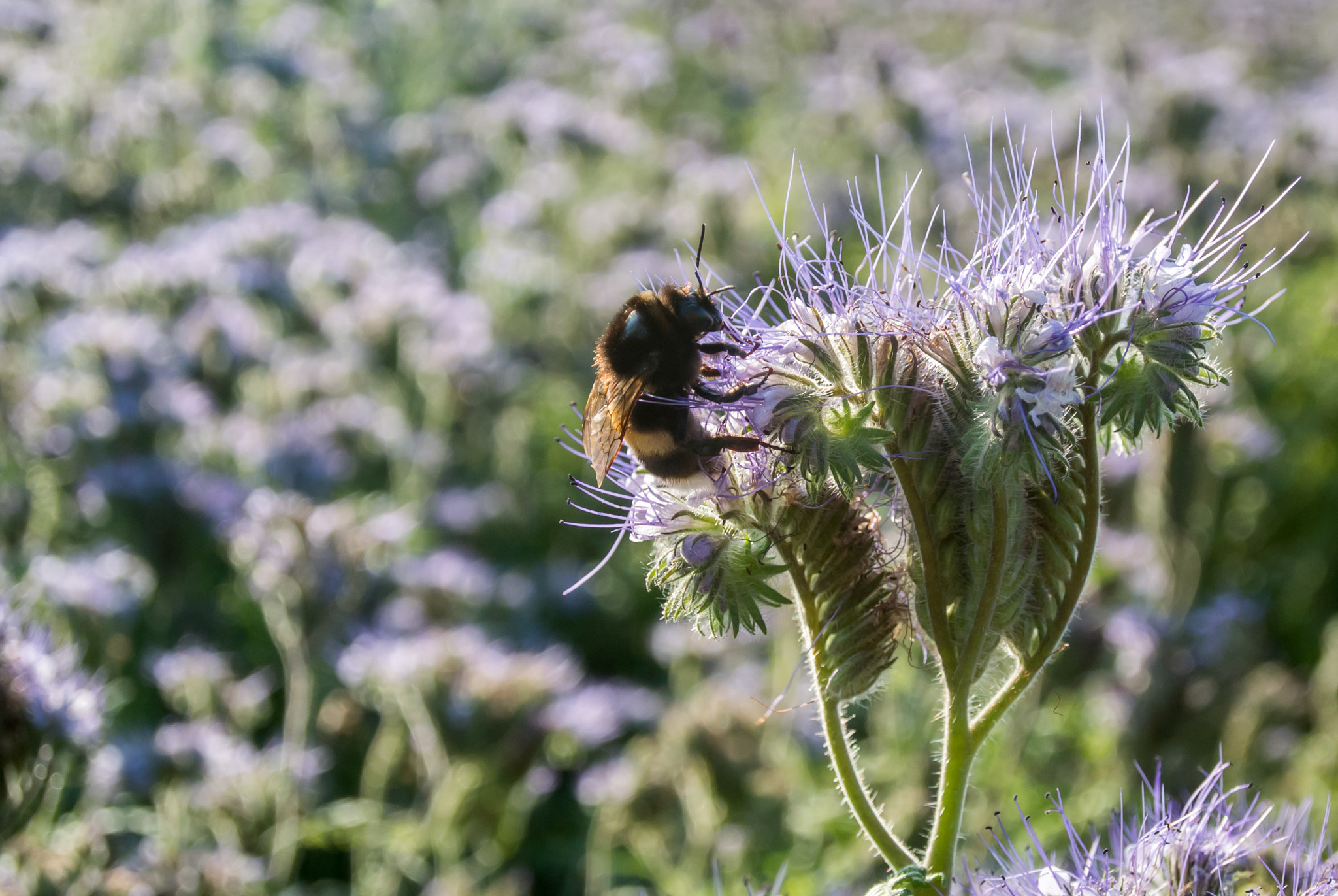 Nikon 1 J2 sample photo. Bumblebee on flower photography