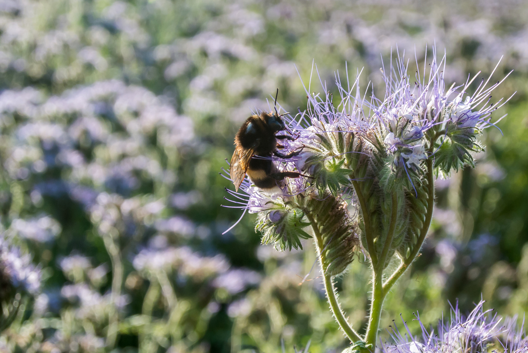 Nikon 1 Nikkor 11-27.5mm F3.5-5.6 sample photo. Bumblebee on flower photography