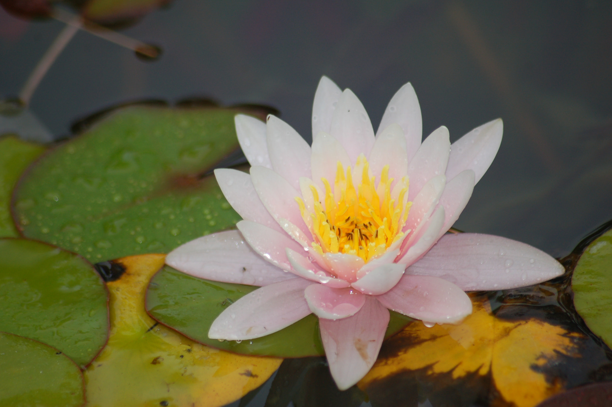 Nikon D50 + Sigma 70-300mm F4-5.6 APO Macro Super II sample photo. Water lilly blossom photography