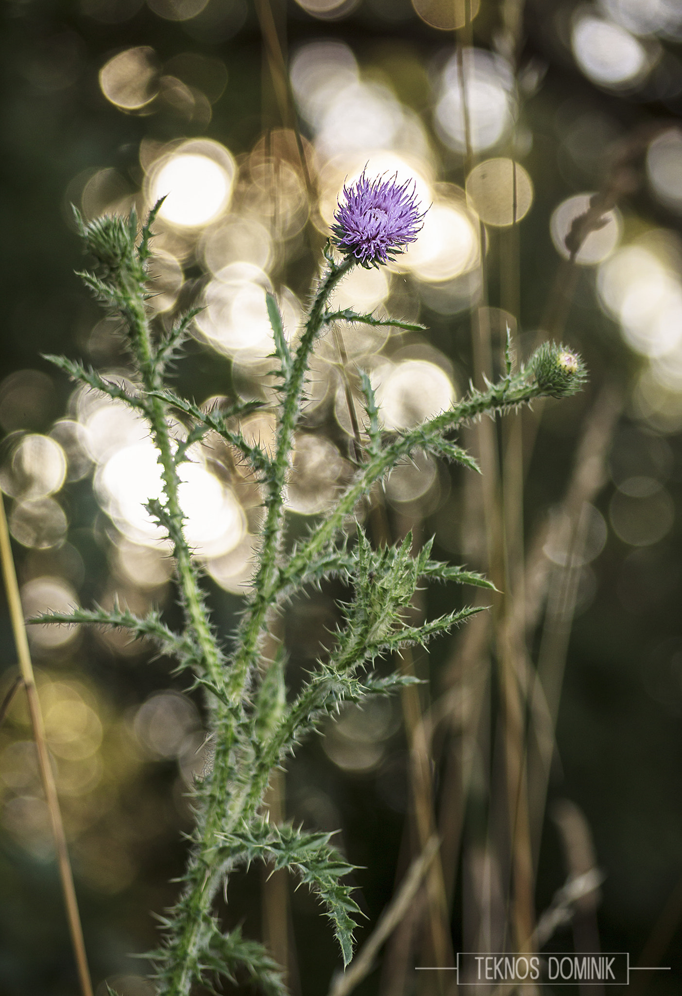 Sigma 55-200mm f/4-5.6 DC sample photo. Lila (purple) photography