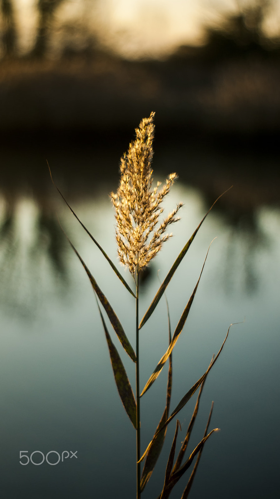 Sony Alpha DSLR-A390 + Minolta AF 50mm F1.7 sample photo. Flower focus photography