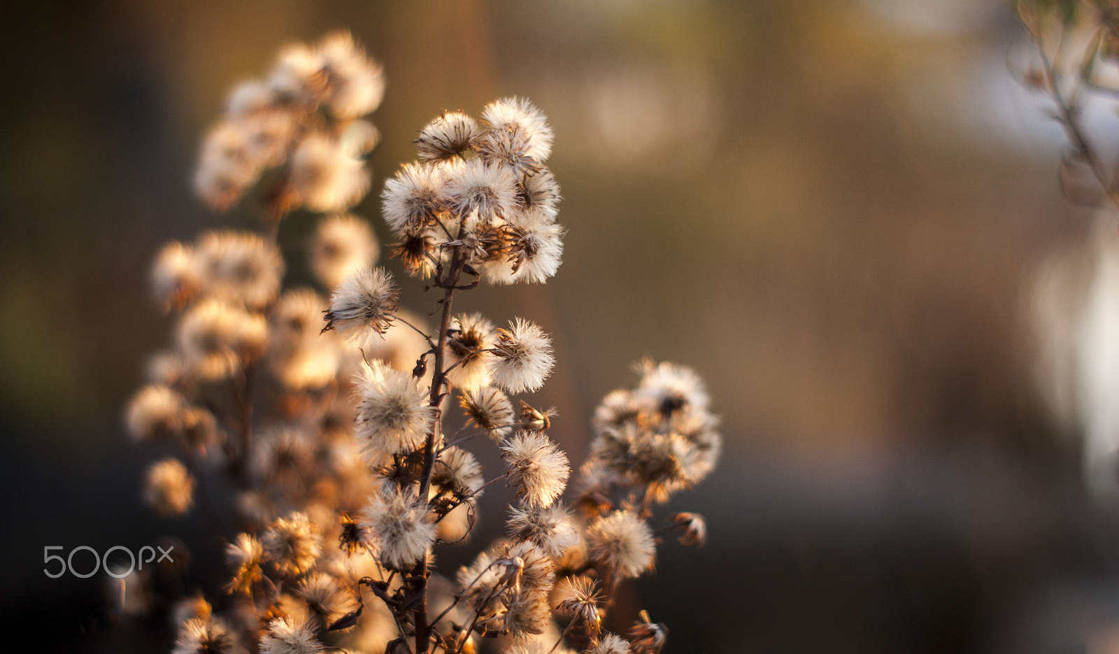 Sony Alpha DSLR-A390 + Minolta AF 50mm F1.7 sample photo. Detail to focus photography