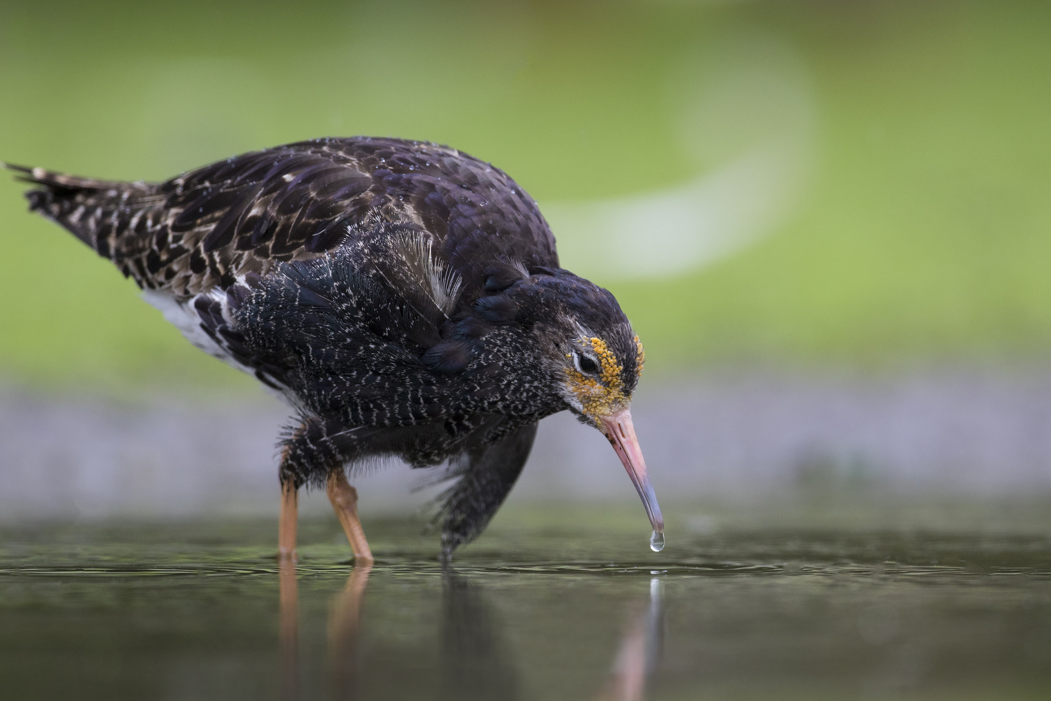 Canon EF 300mm F2.8L IS II USM sample photo. Ruff photography