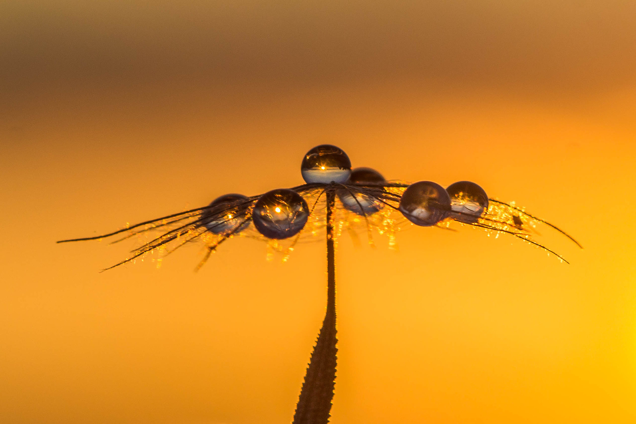 Canon EF 100mm F2.8 Macro USM sample photo. Dreamcatcher photography
