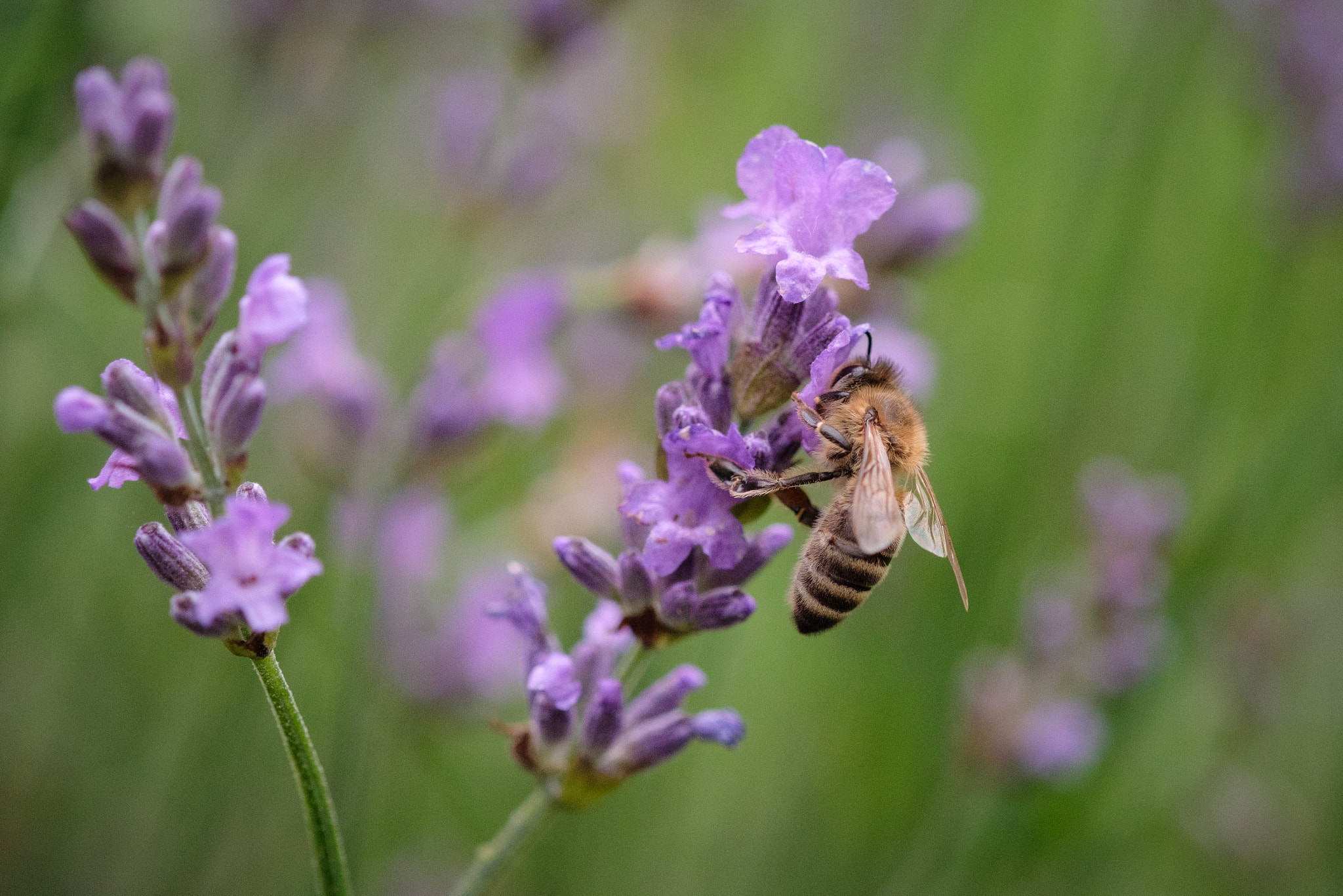 Fujifilm X-Pro2 + Fujifilm XF 60mm F2.4 R Macro sample photo. Bee photography