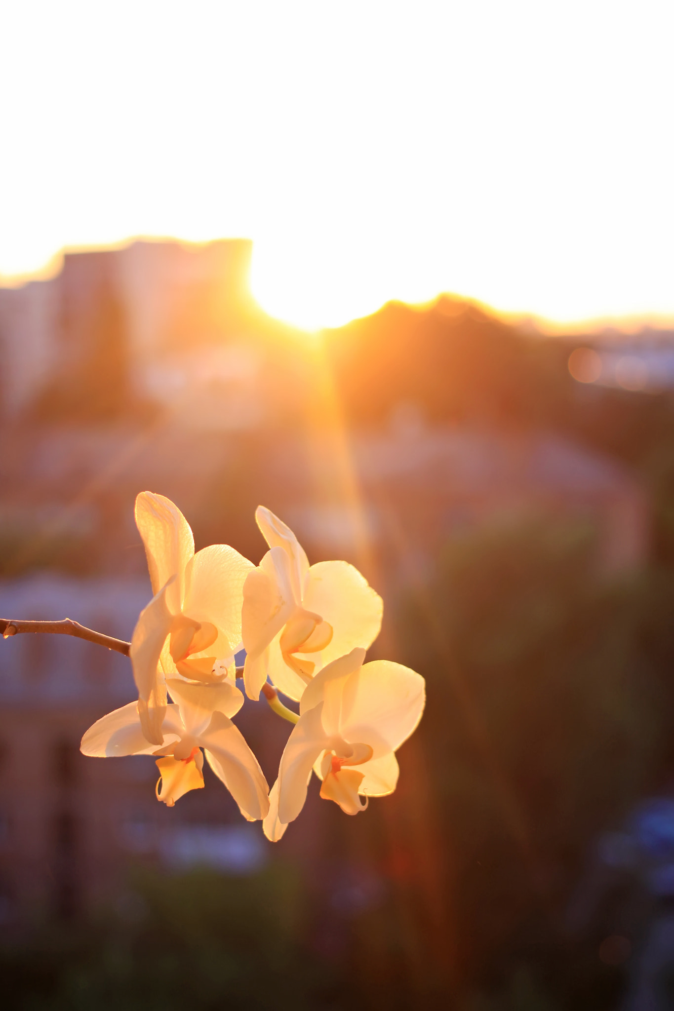 Canon EOS 50D + Canon EF 40mm F2.8 STM sample photo. Stolen sunset photography