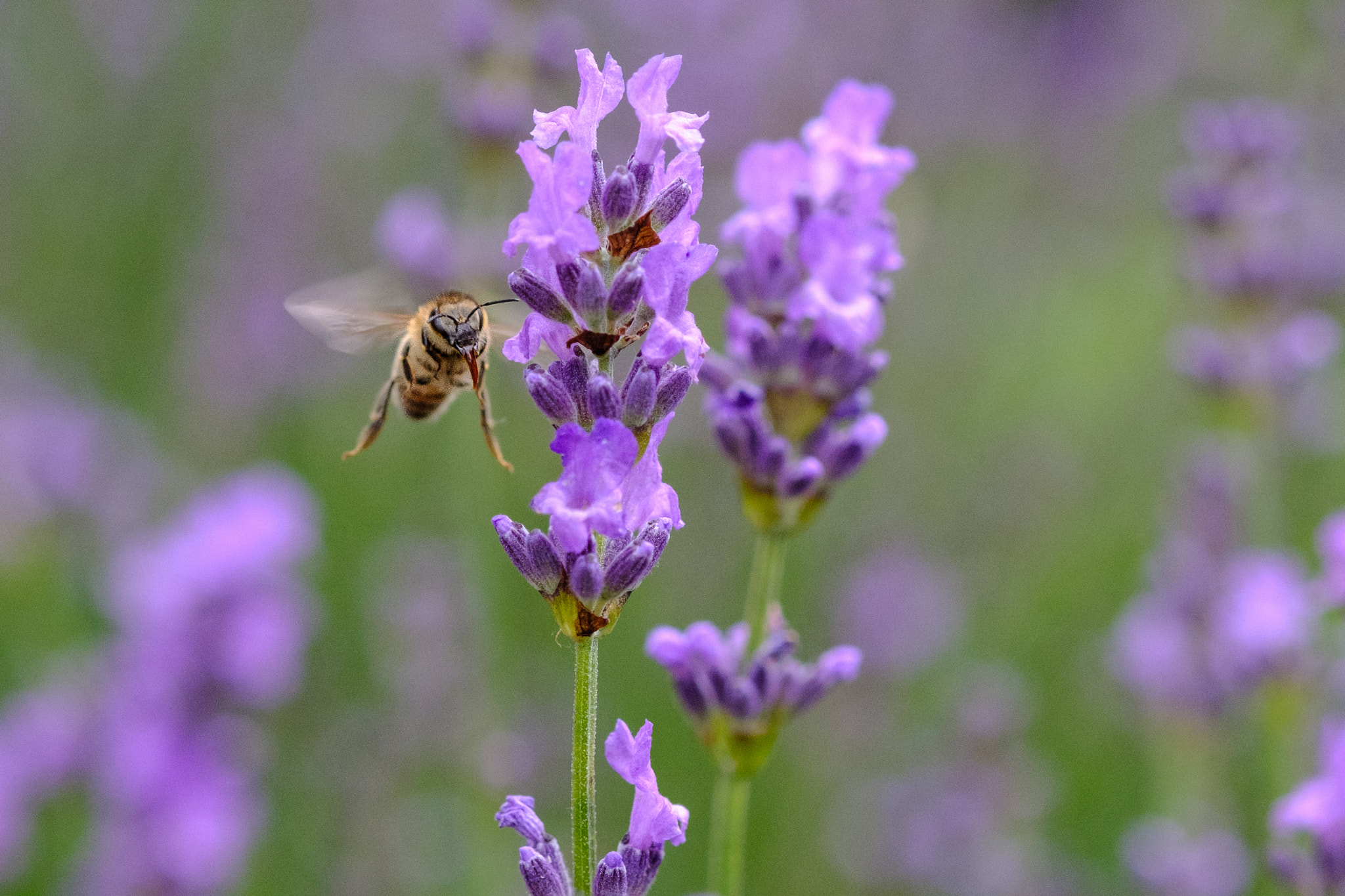 Fujifilm X-Pro2 + Fujifilm XF 60mm F2.4 R Macro sample photo. Take-off photography