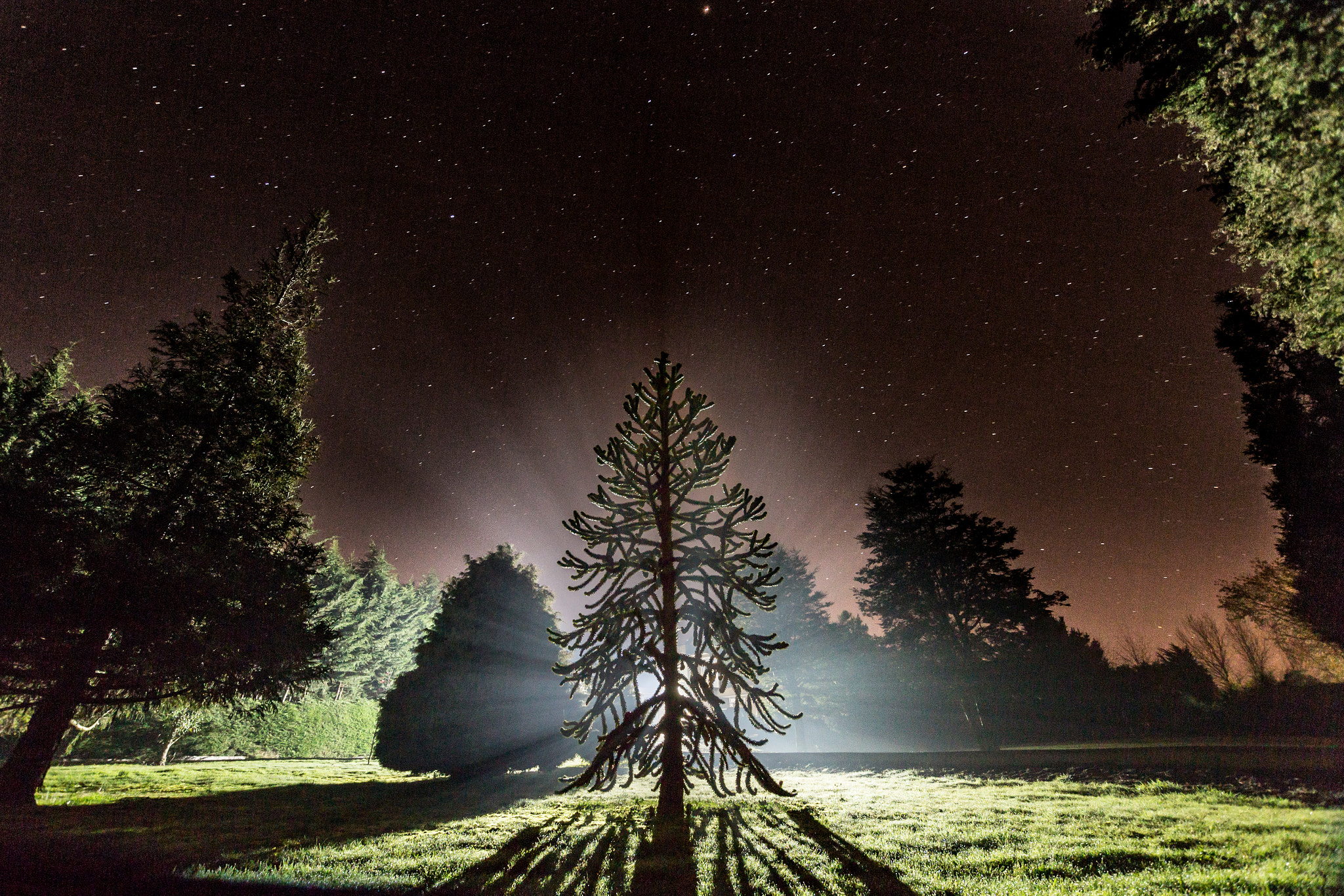 Sigma 10-20mm F3.5 EX DC HSM sample photo. Araucaria :) photography