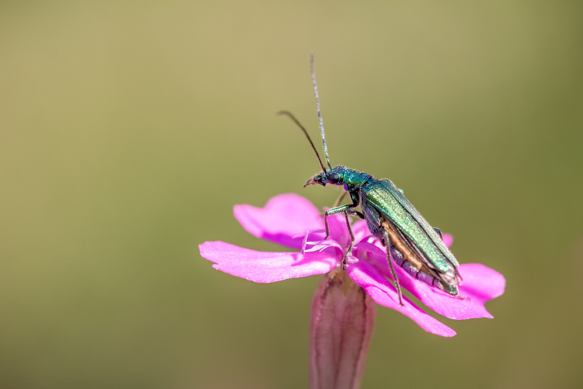 Sigma 105mm F2.8 EX DG OS HSM sample photo. Look-out photography