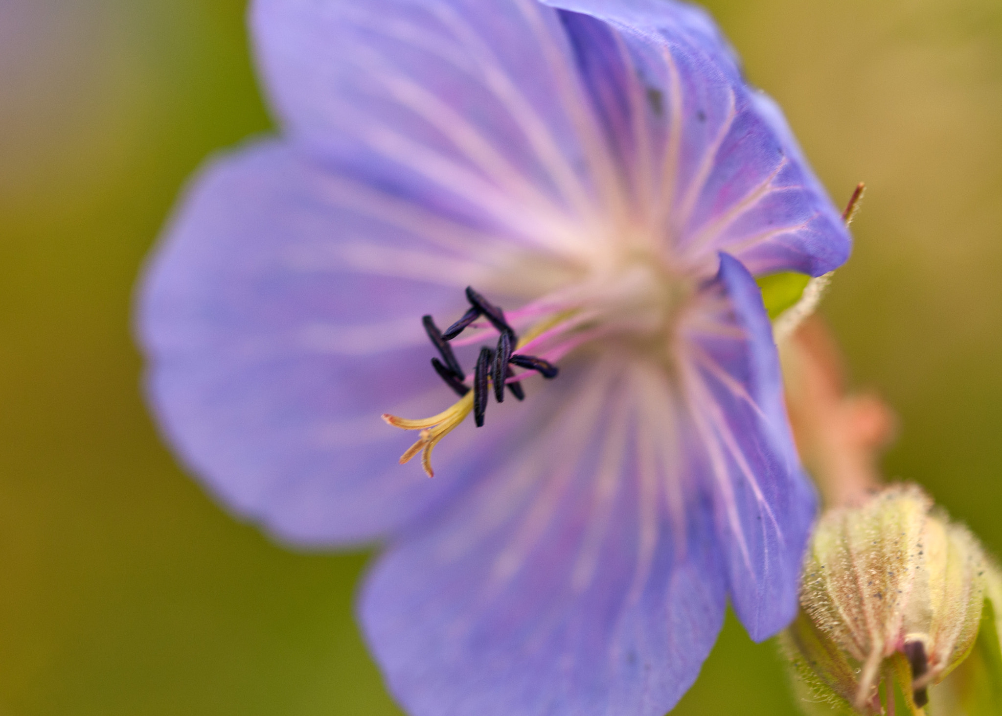 Sigma 105mm F2.8 EX DG OS HSM sample photo. Flower photography