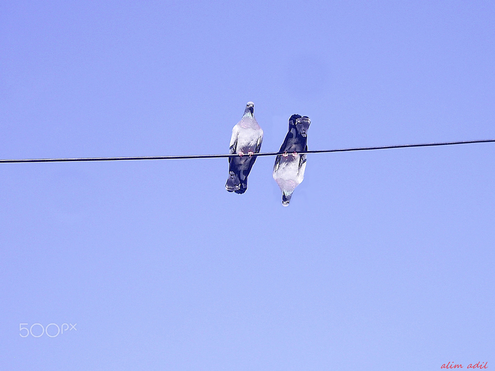 DIGITAL CAM sample photo. Birds photography