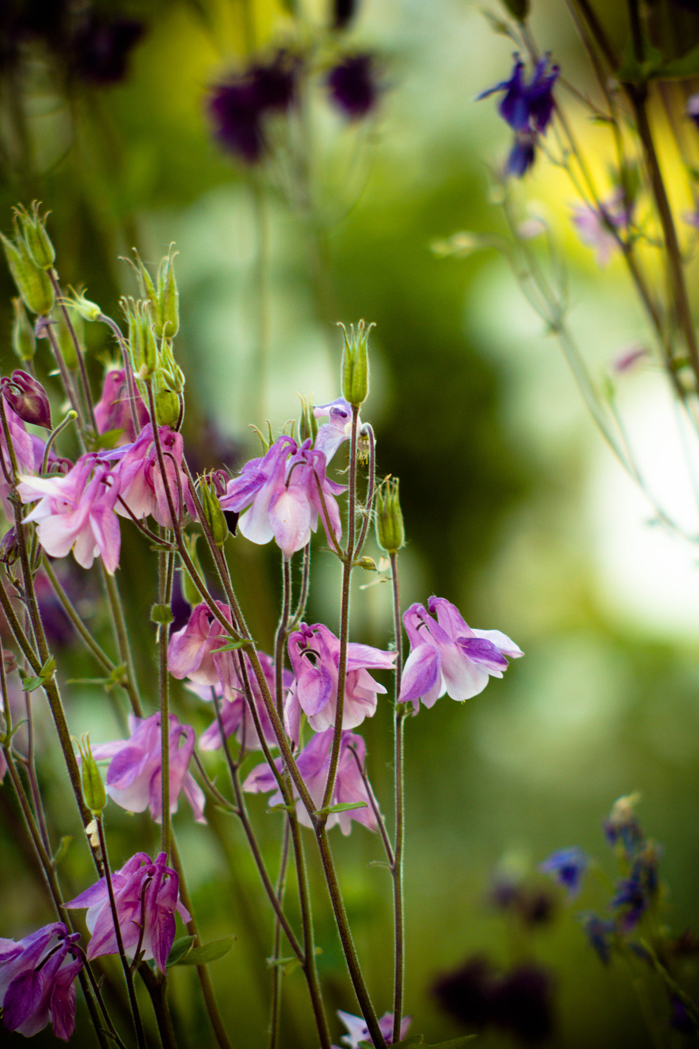 Canon EF 35-80mm f/4-5.6 sample photo