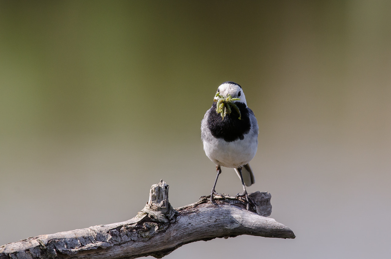 Nikon AF-S Nikkor 200-400mm F4G ED-IF VR sample photo. A white wagtail with feed photography