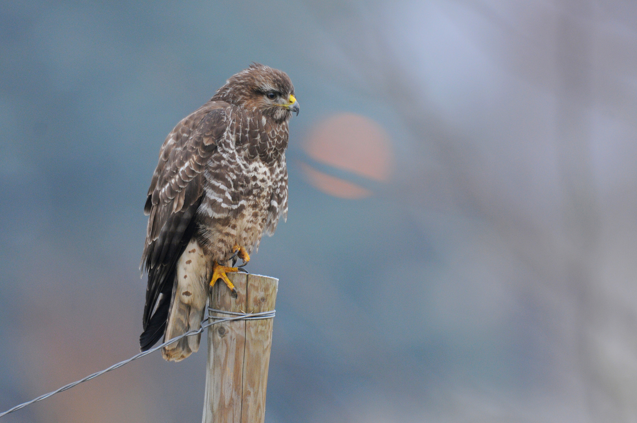 AF-S Nikkor 600mm f/4D IF-ED sample photo. Common buzzard photography