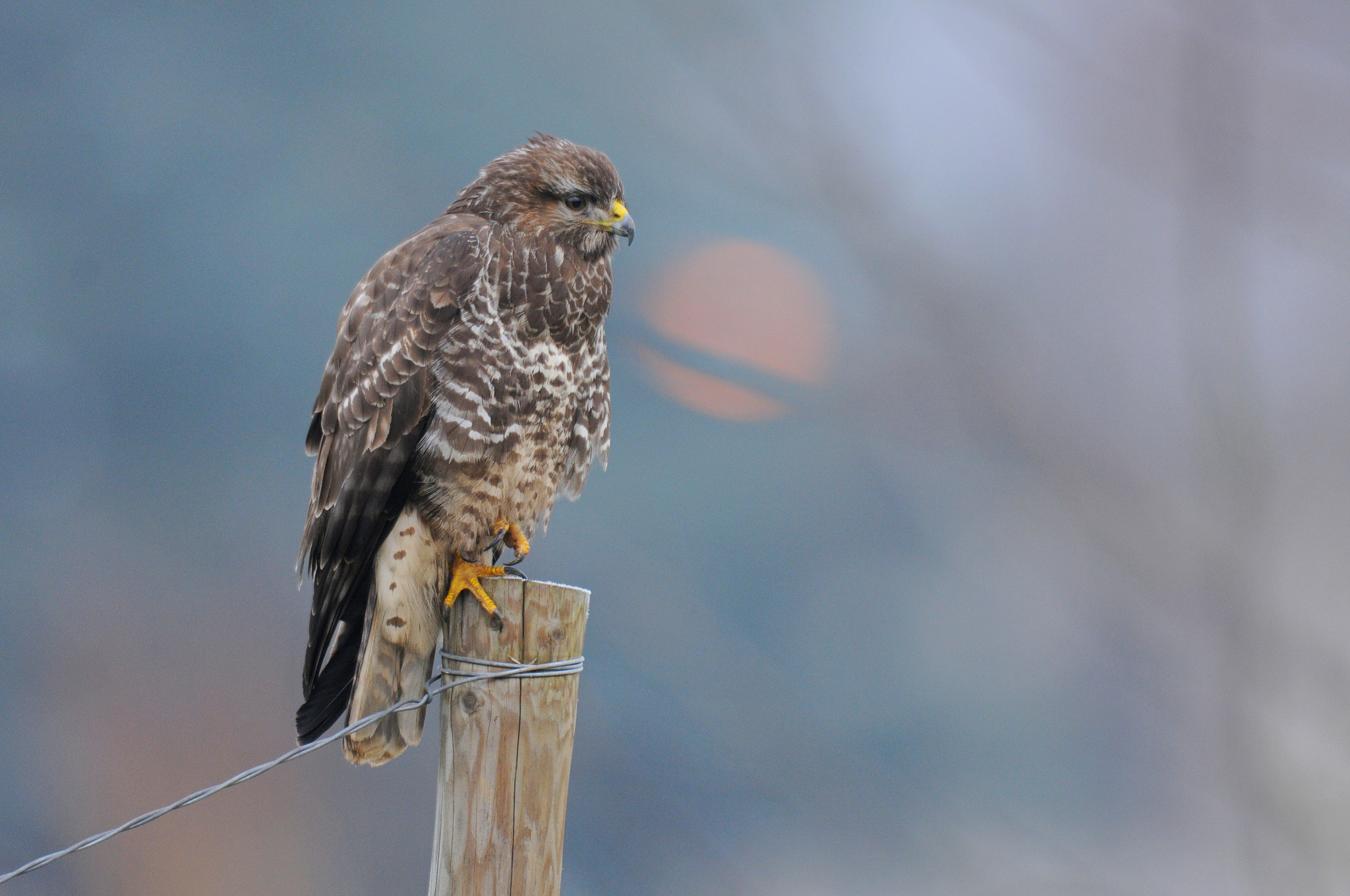 Nikon D300S sample photo. Common buzzard photography