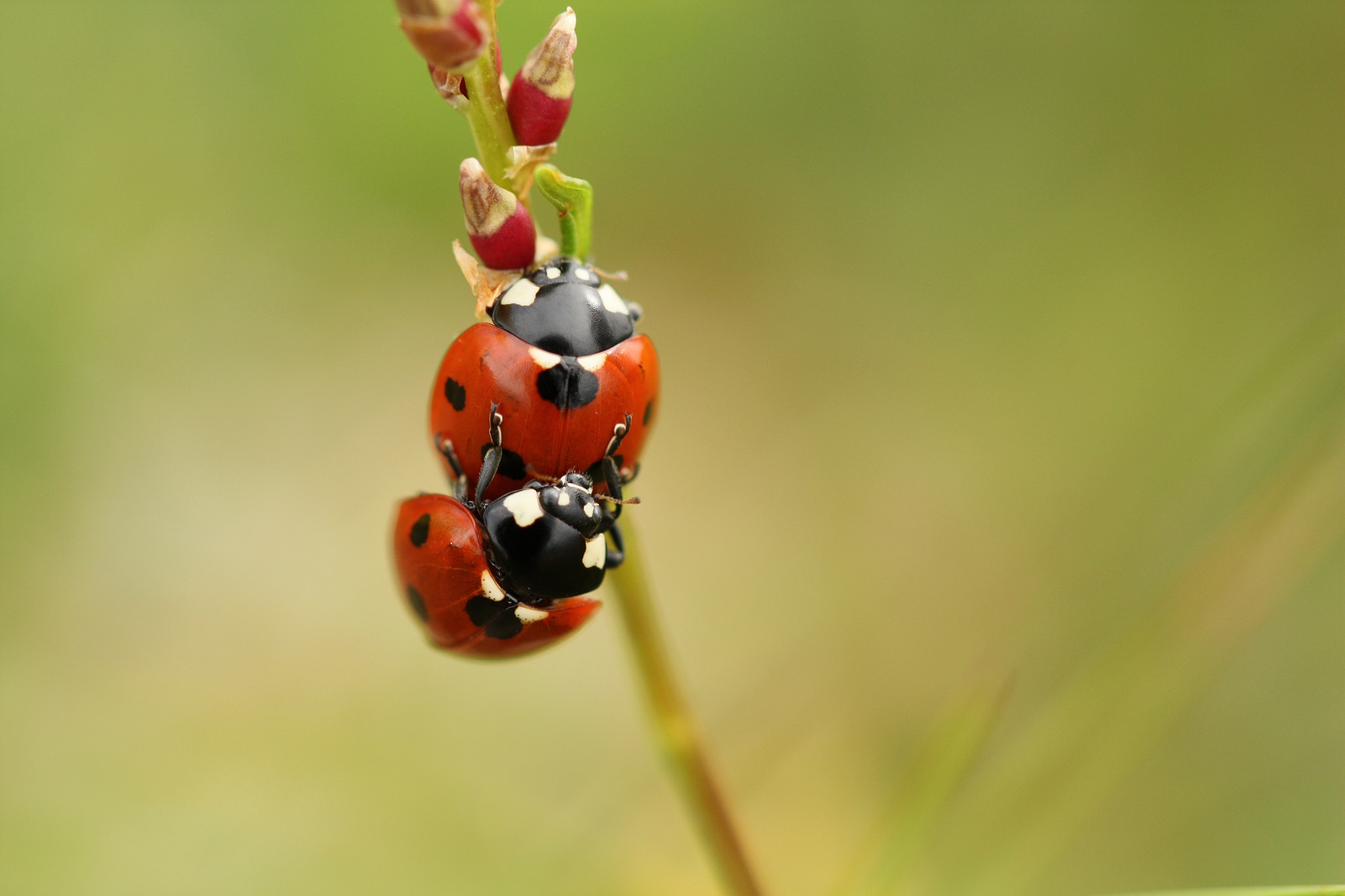 Canon EOS 450D (EOS Rebel XSi / EOS Kiss X2) + Canon EF 100mm F2.8L Macro IS USM sample photo. Ladybug enjoying the summer. photography