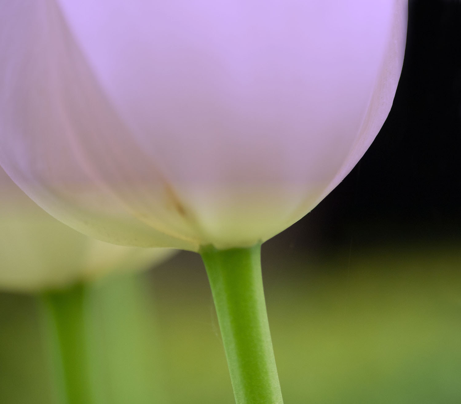 Panasonic Lumix G Vario 45-200mm F4-5.6 OIS sample photo. Tulip photography