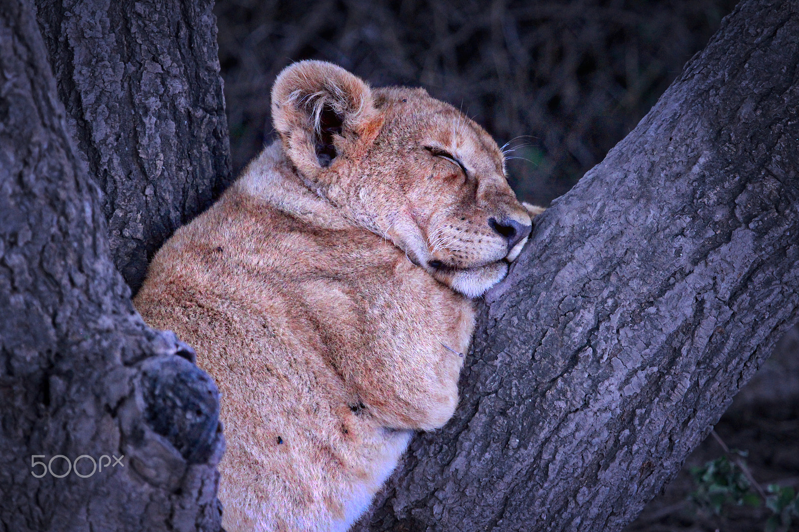 Canon EF 100-400mm F4.5-5.6L IS USM sample photo. Sleeping lion cub photography