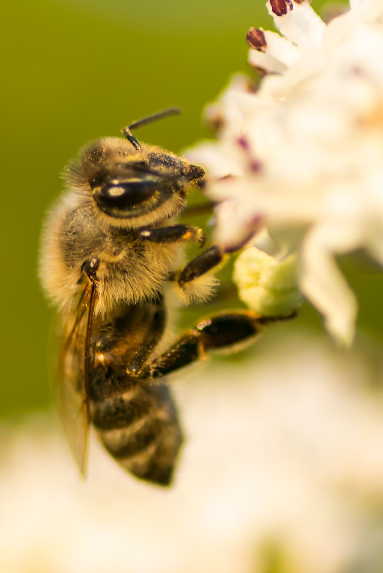 Canon EOS 700D (EOS Rebel T5i / EOS Kiss X7i) + Tamron SP AF 90mm F2.8 Di Macro sample photo. Bee photography