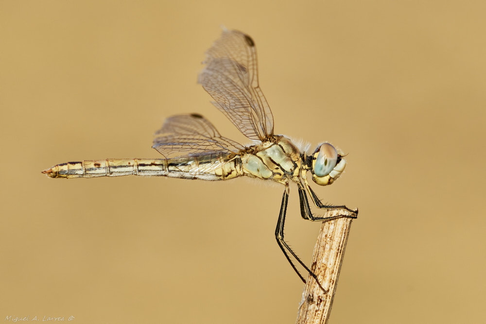 Sony ILCA-77M2 sample photo. Sympetrum fonscolombii photography