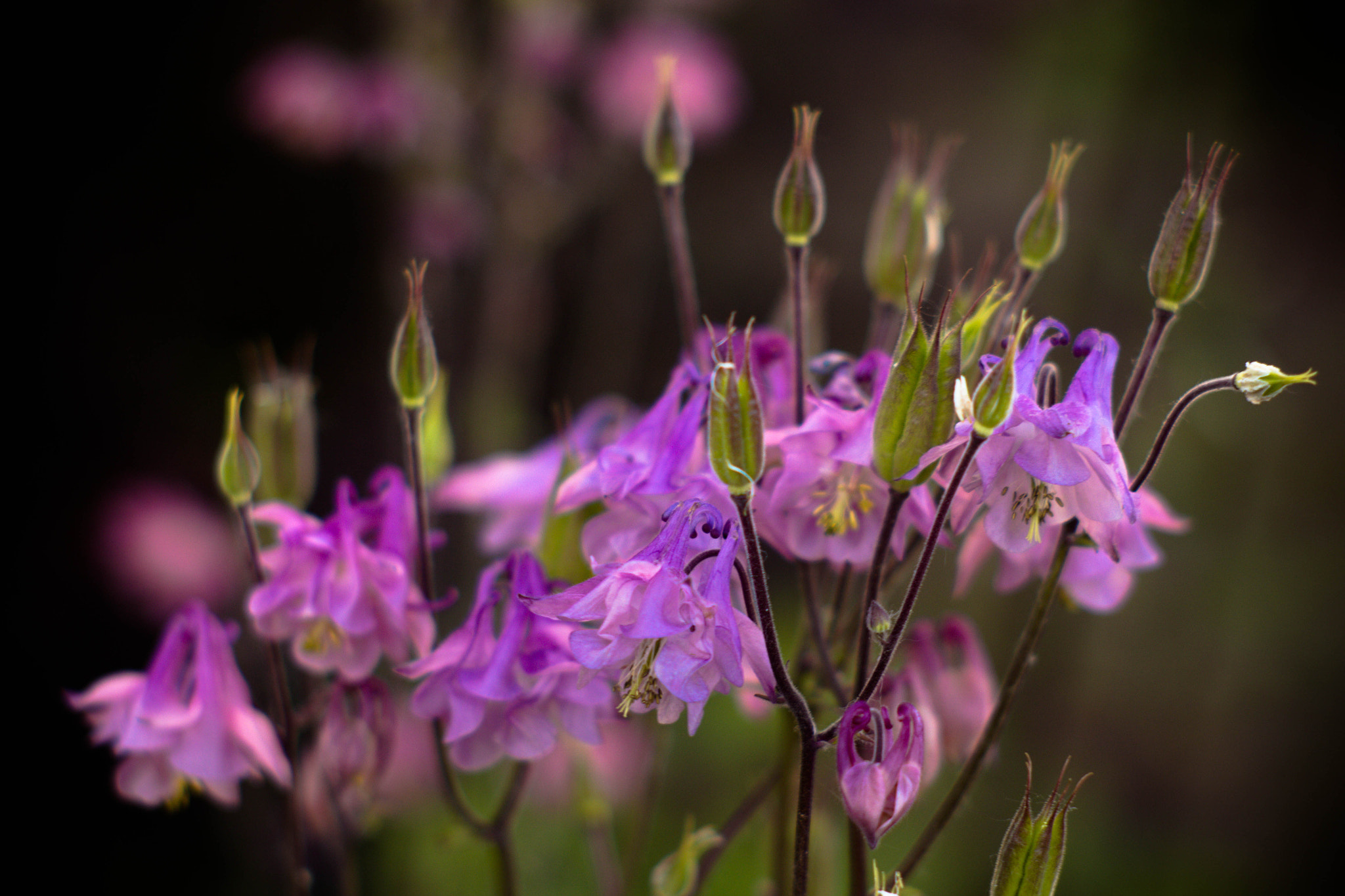 Canon EF 35-80mm f/4-5.6 sample photo