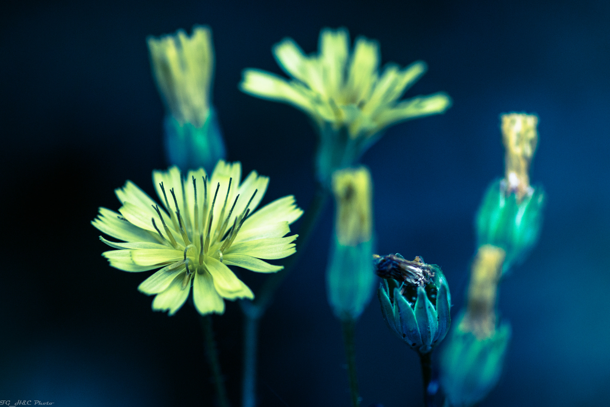 Canon EOS 70D + Canon EF 100mm F2.8 Macro USM sample photo. Little yellows photography