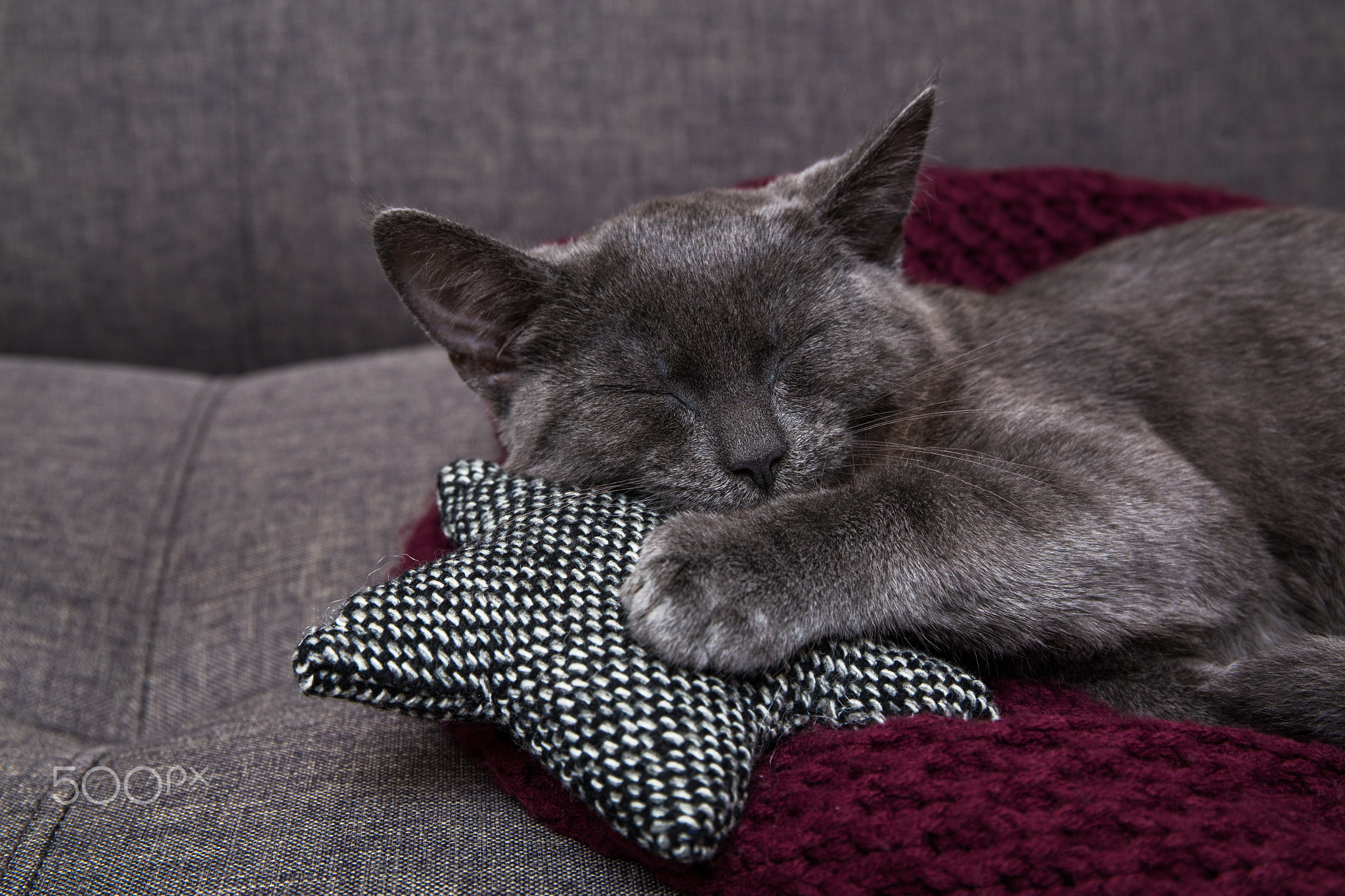 Sweet Kitten taking a nap