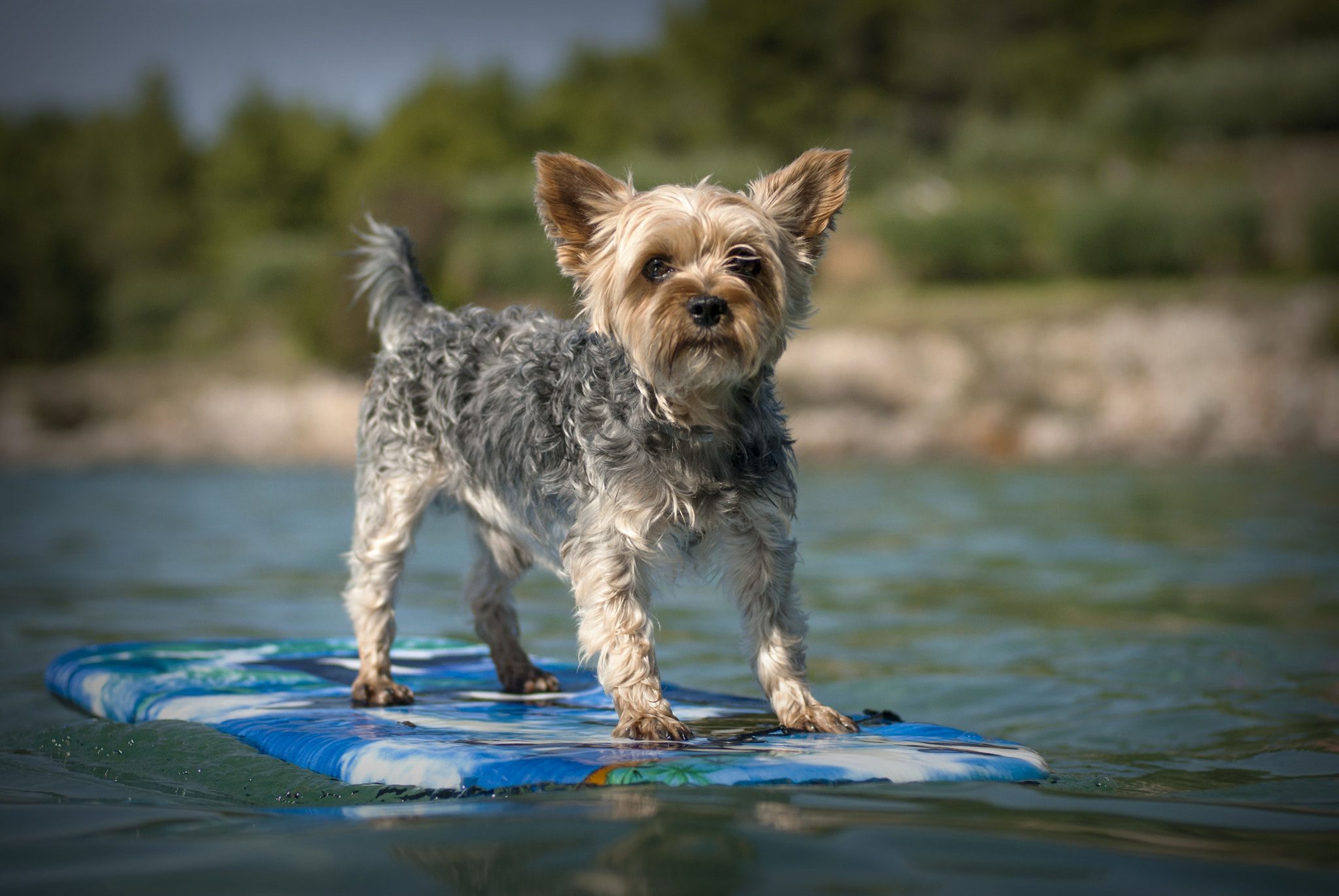 Nikon D200 + Nikon AF Nikkor 50mm F1.4D sample photo. Little surfer photography