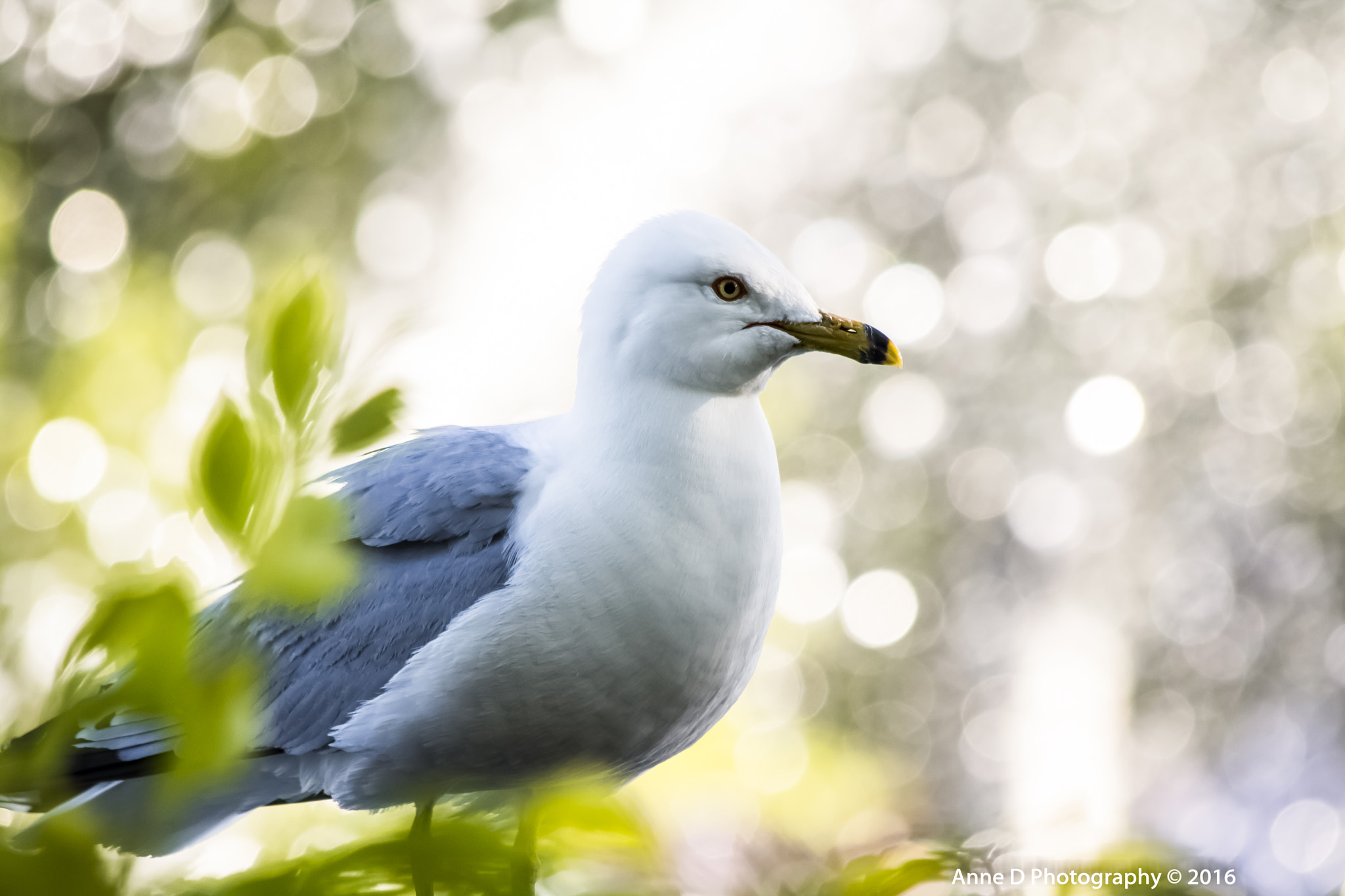 Canon EF 70-300mm F4-5.6 IS USM sample photo. Seagull photography